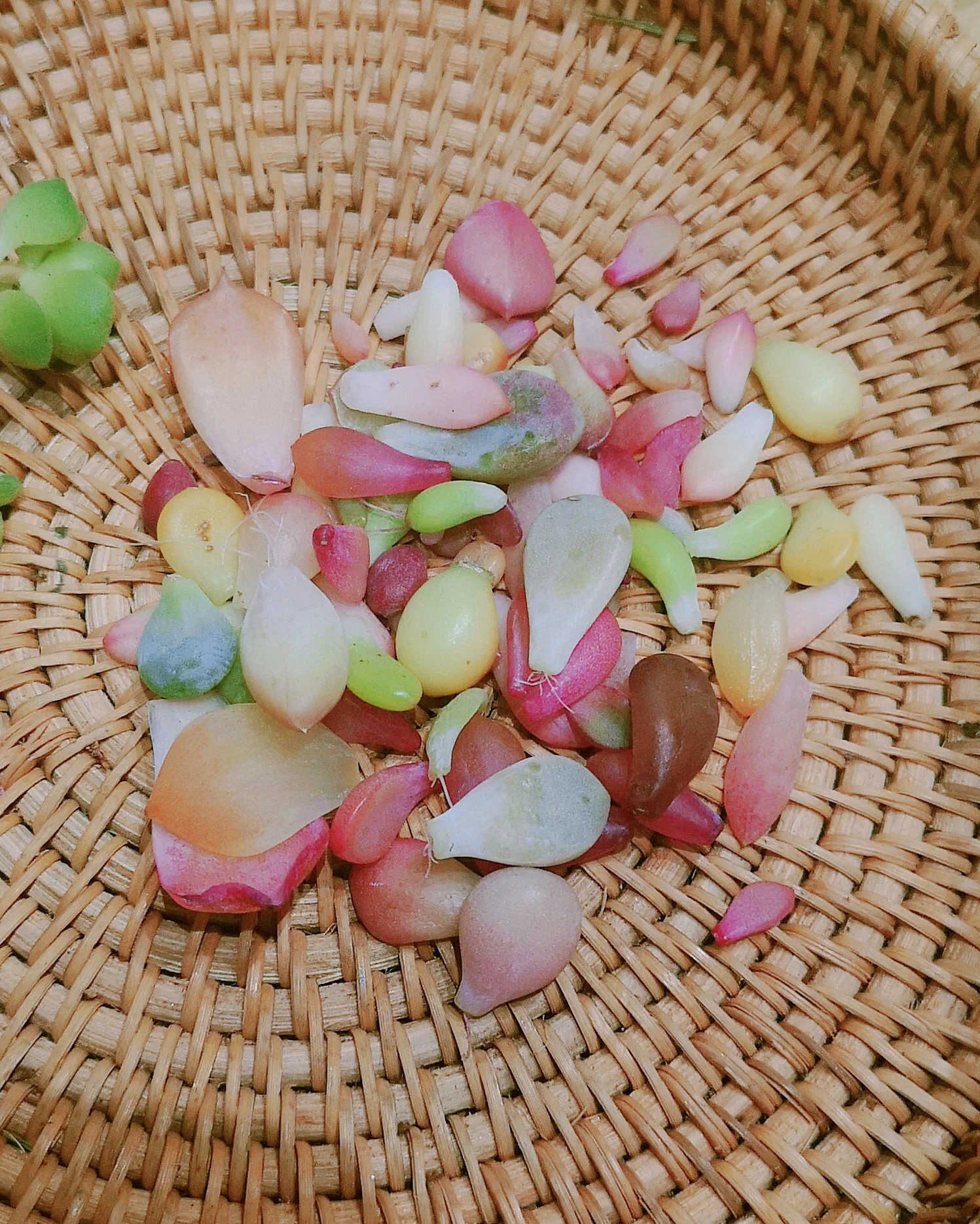 Succulent Propagation Leaves - Image 2