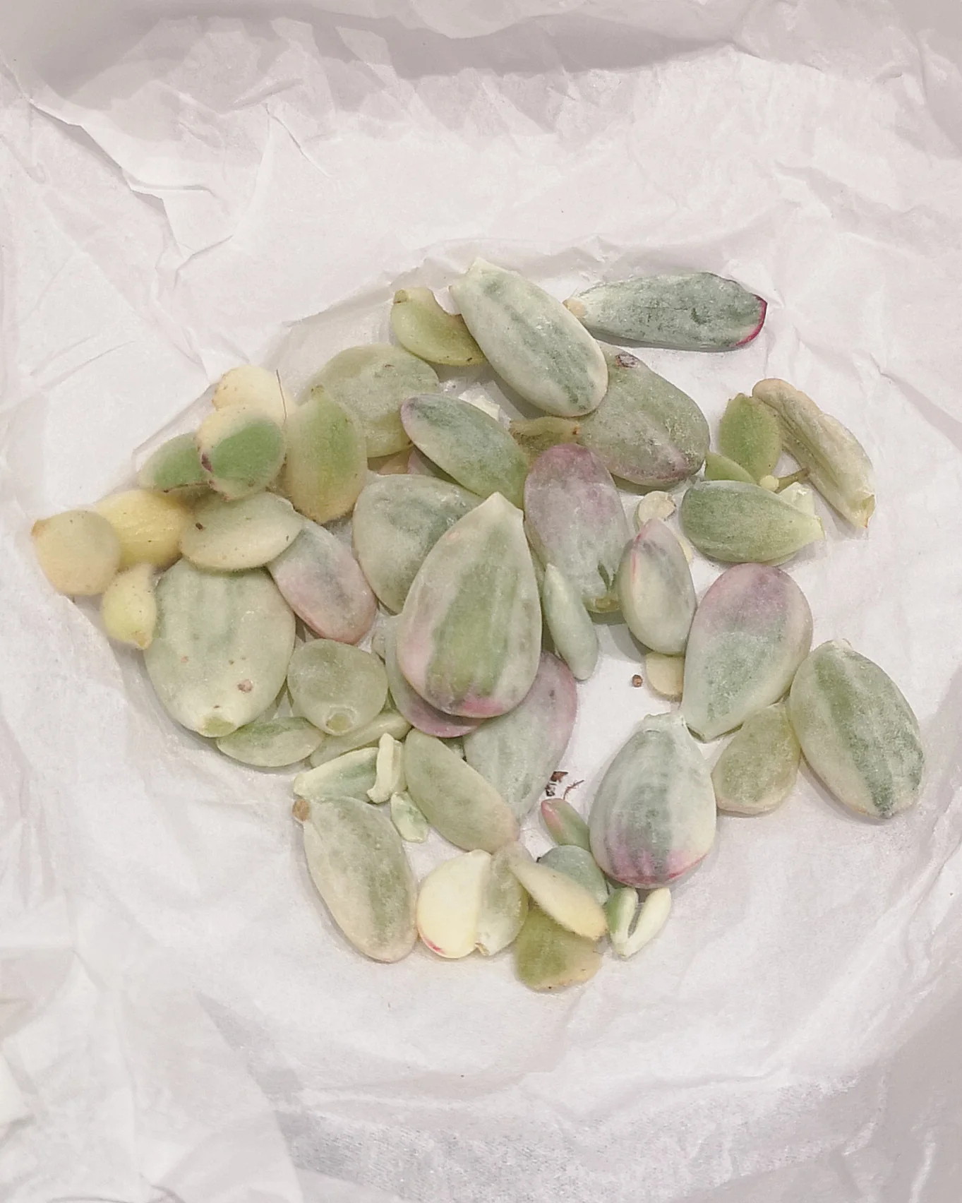 Succulent Propagation Leaves - Image 3
