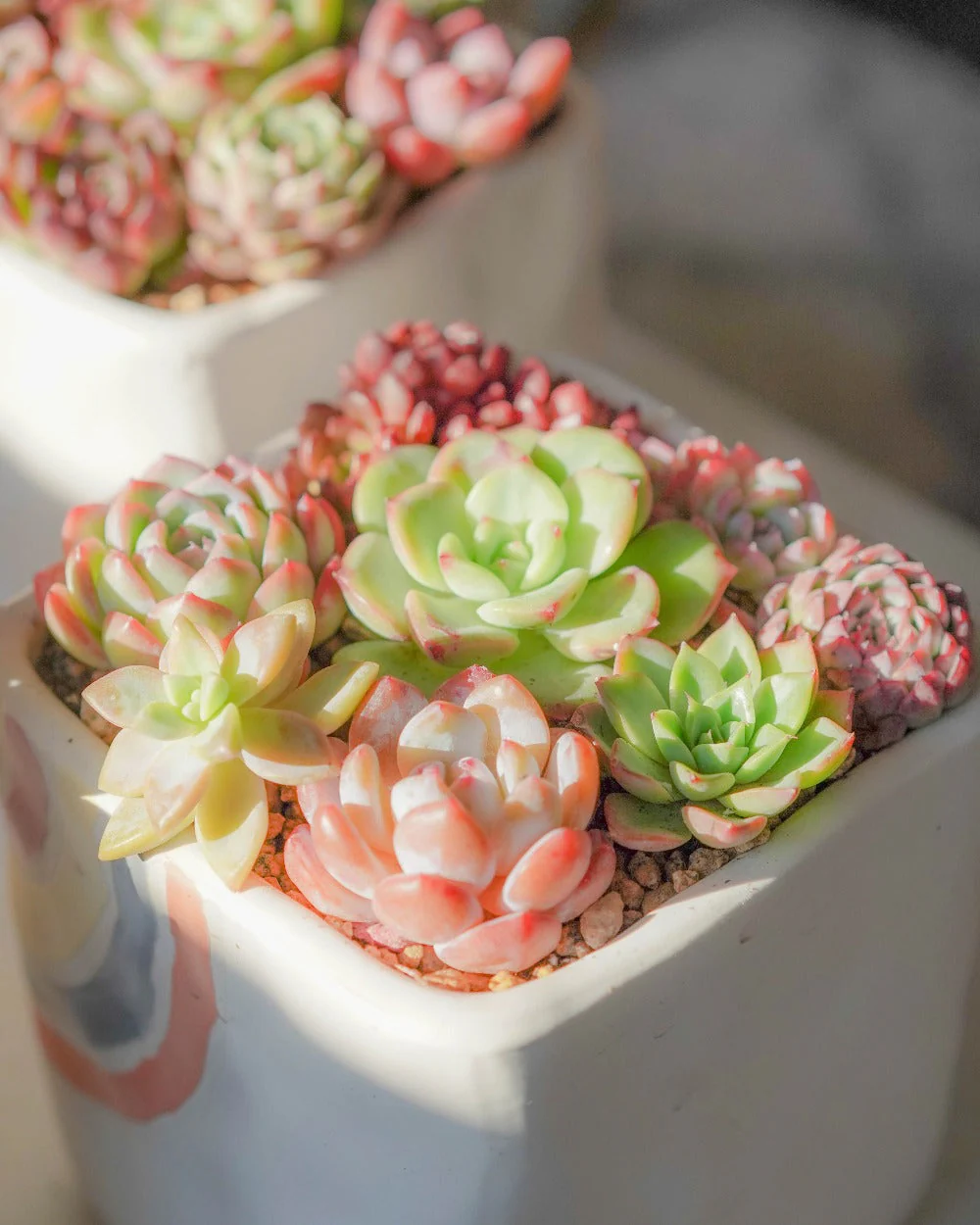 Korean Succulents Subscription - Image 2