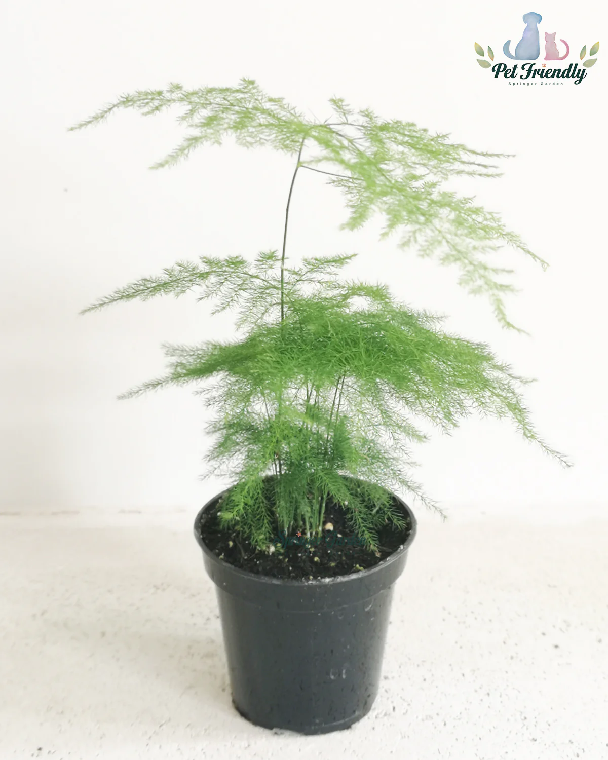 Lace Fern - Image 2
