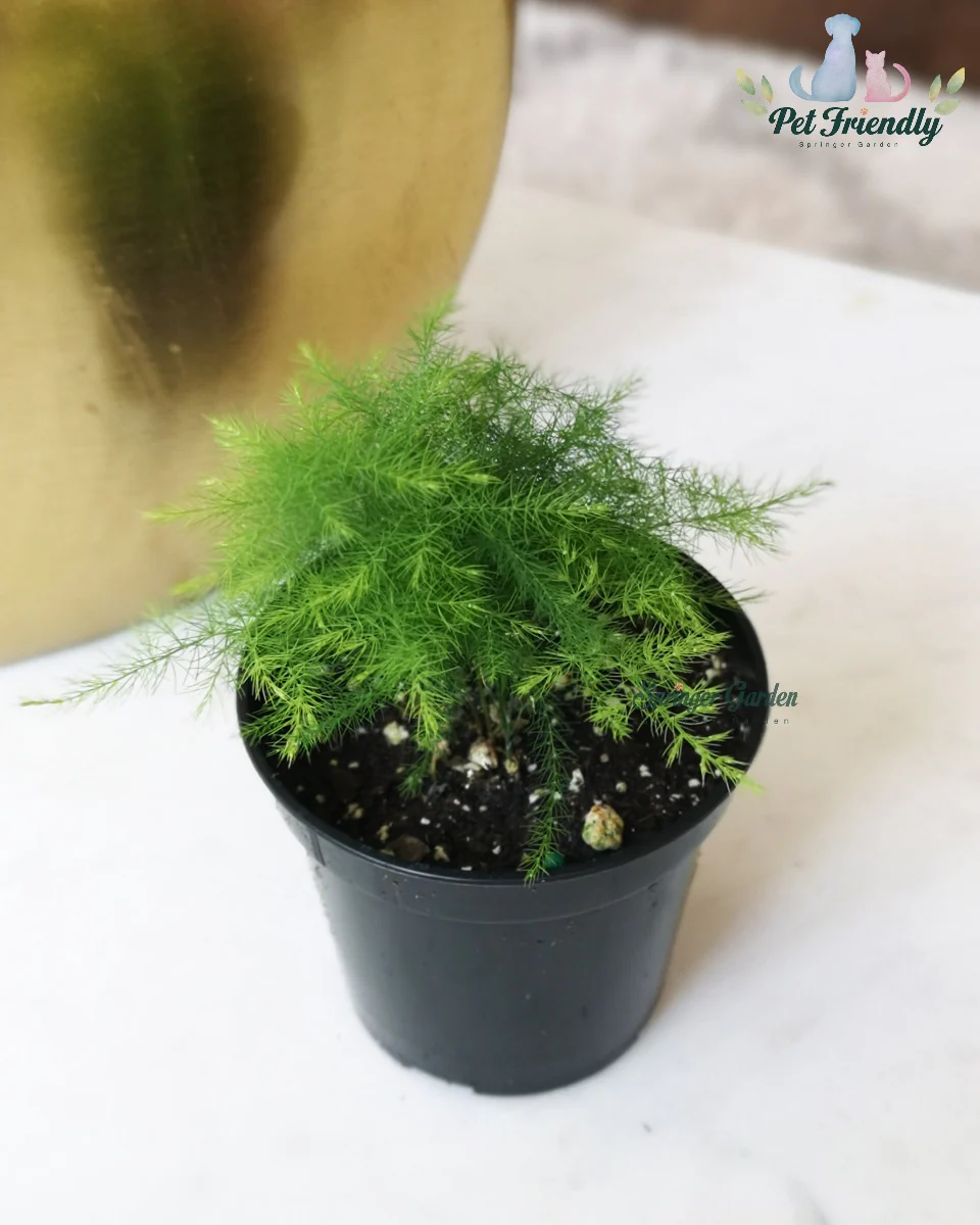 Lace Fern - Image 3