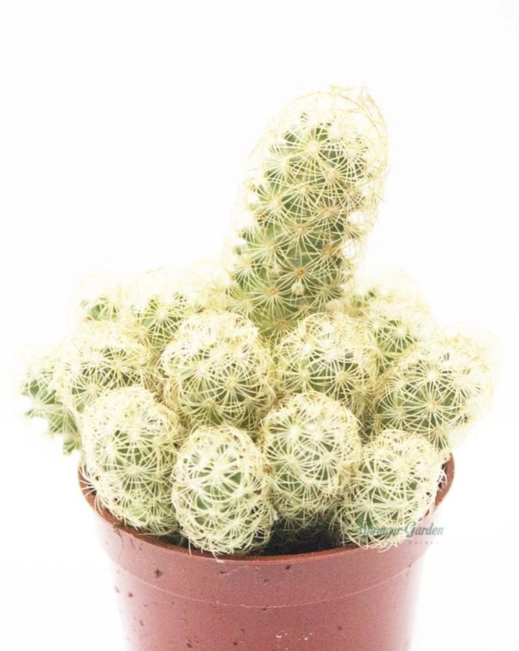 Ladyfinger Cactus - Image 2