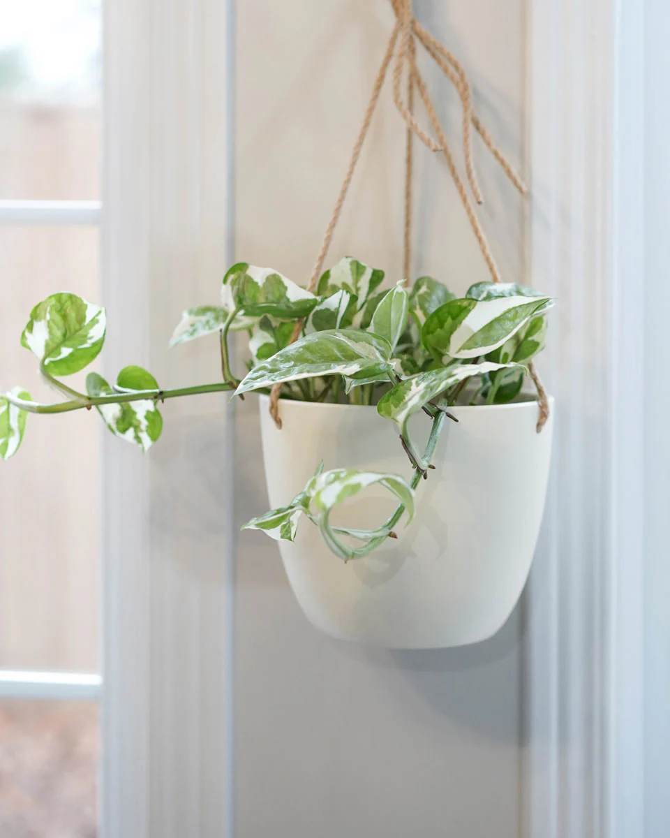 Large Hanging Pot - Image 2