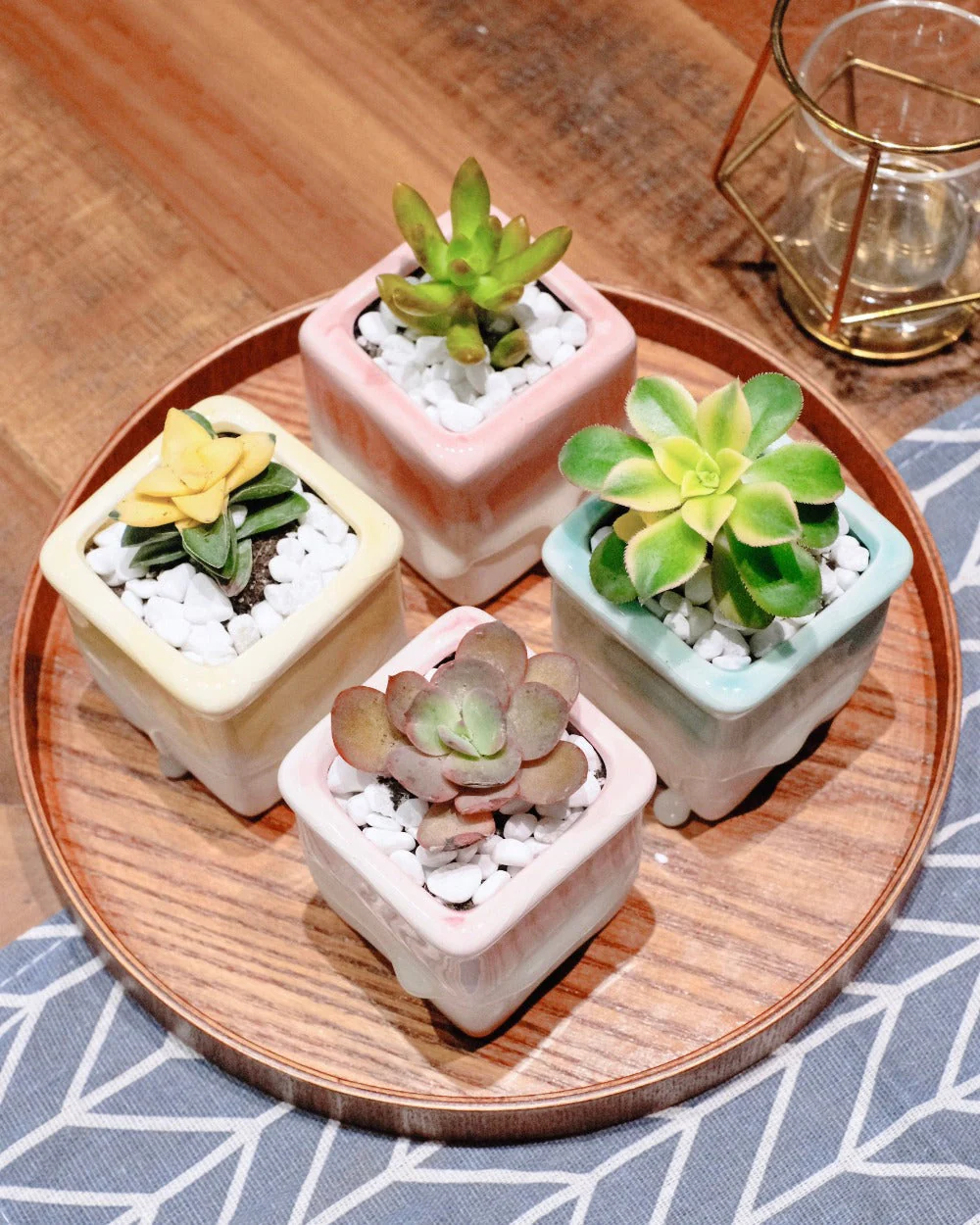 Local Succulents Subscription - Image 3