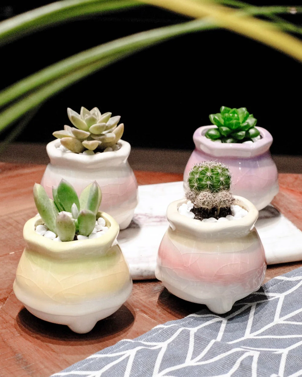 Local Succulents Subscription - Image 5