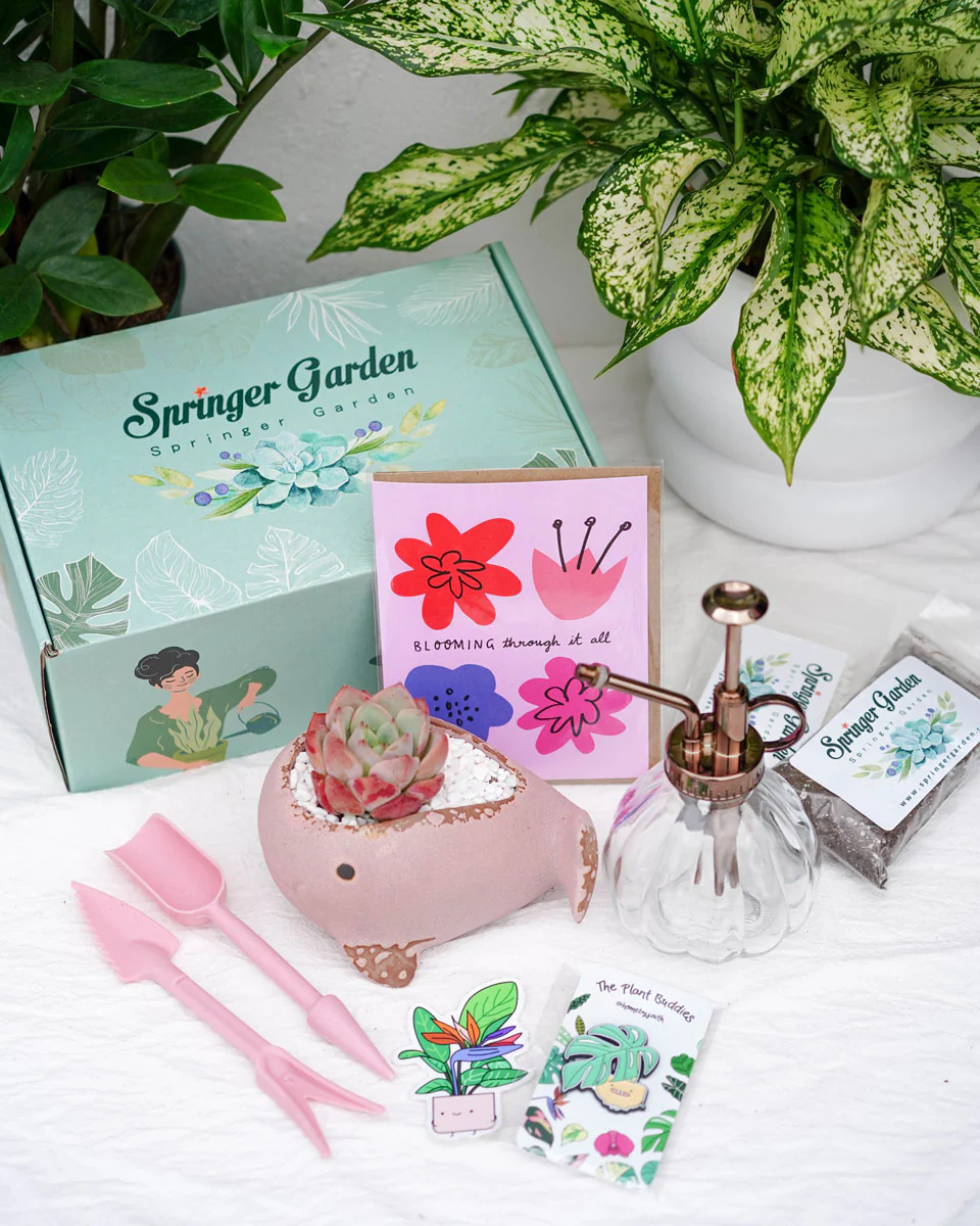 "Love Will Grow" Premium Korean-Succulent Gift Box - Image 2
