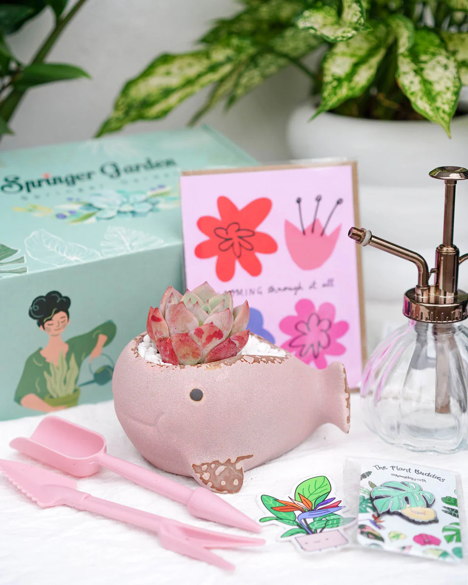 "Love Will Grow" Premium Korean-Succulent Gift Box - Image 3