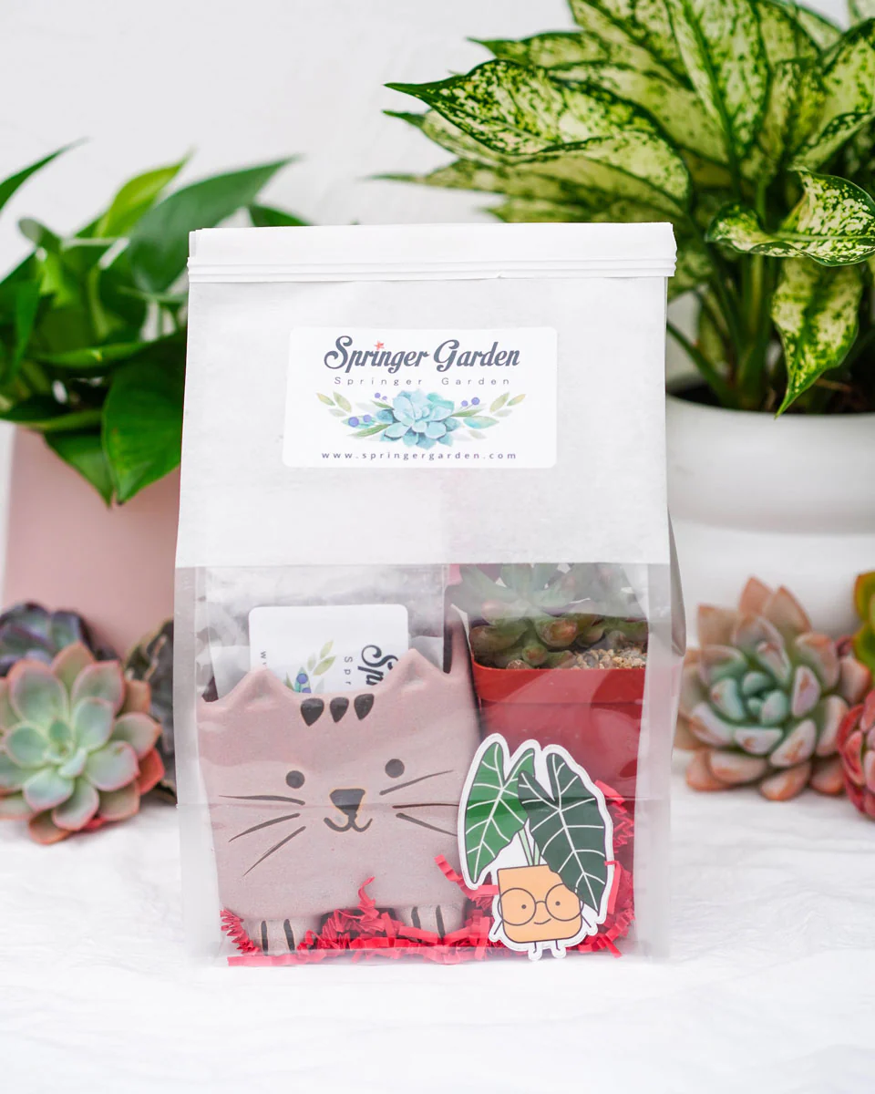 "Love Will Grow" Succulent Gift Bag - Image 2