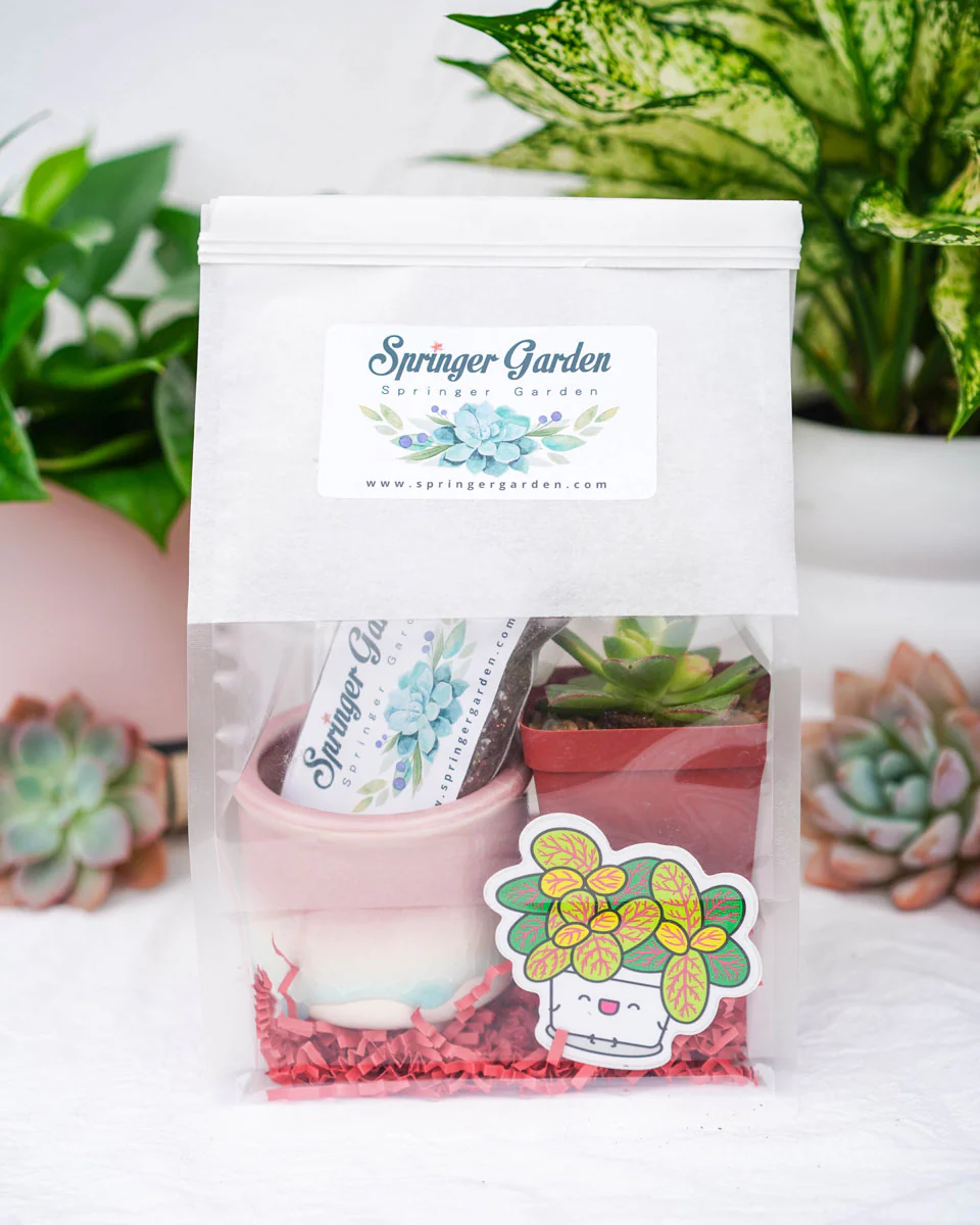 "Love Will Grow" Succulent Gift Bag - Image 2