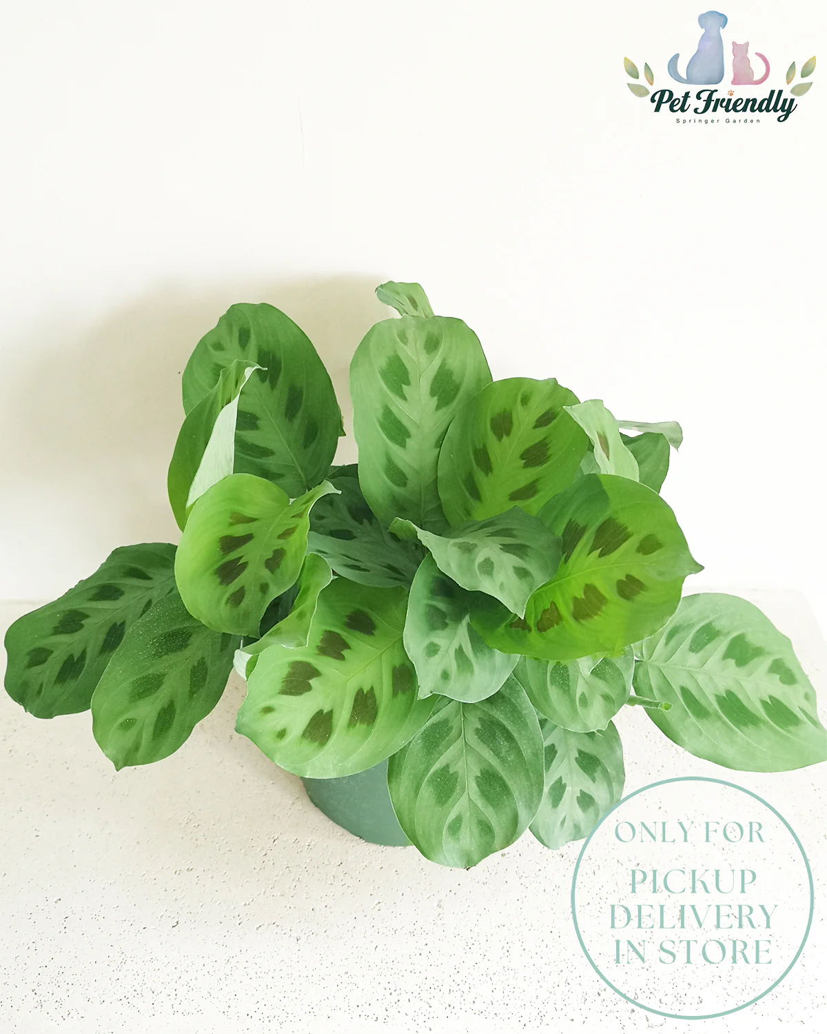 Maranta Green Prayer Plant