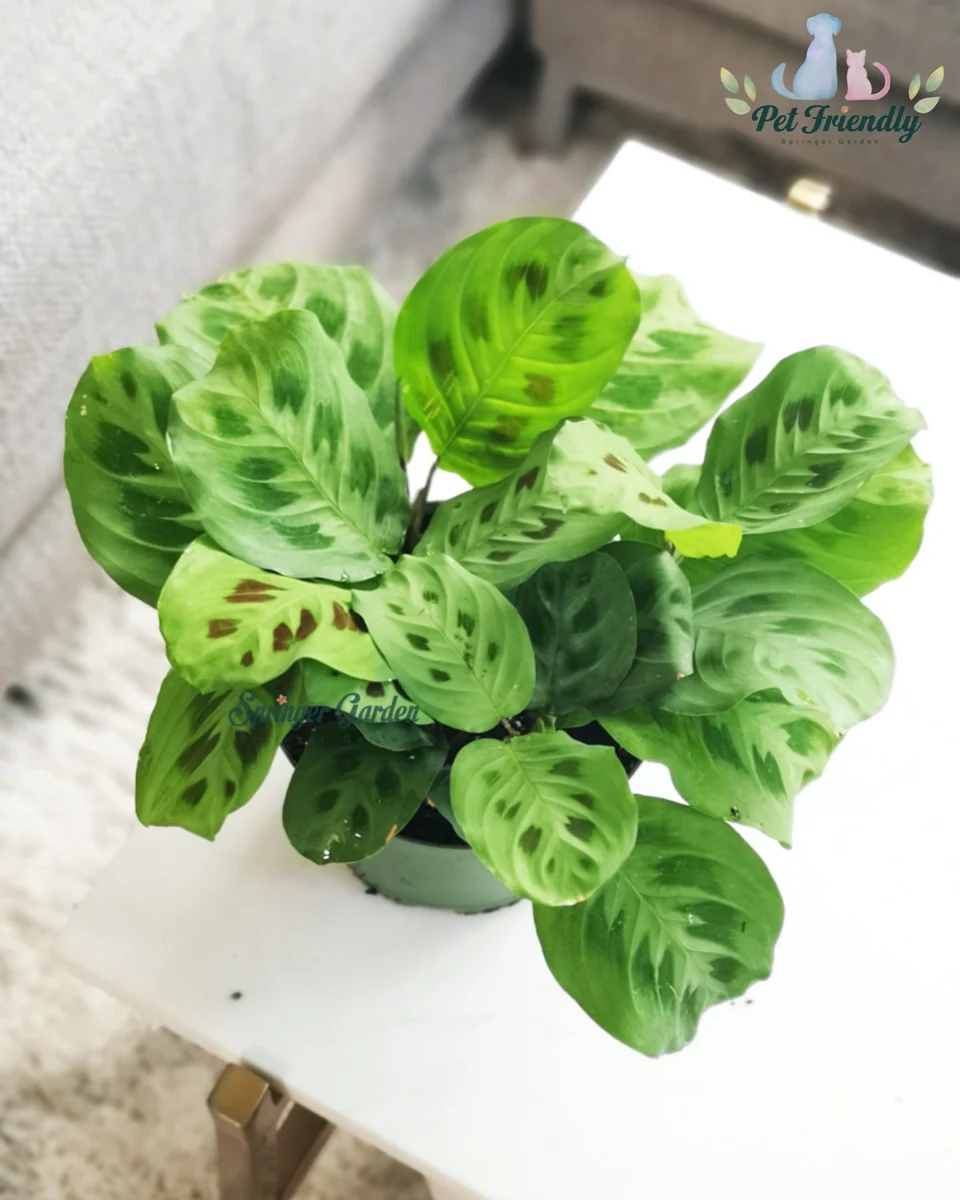 Maranta Green Prayer Plant - Image 2