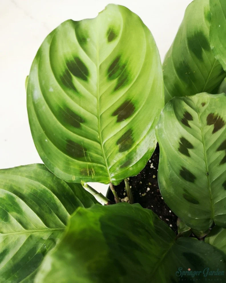 Maranta Green Prayer Plant - Image 3