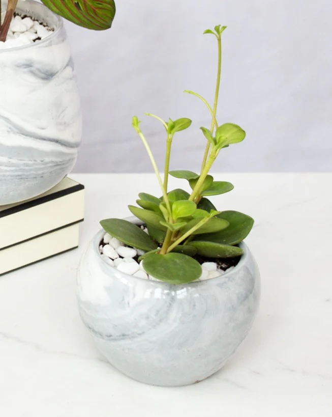 Marble Texture Pot 3 - Image 3