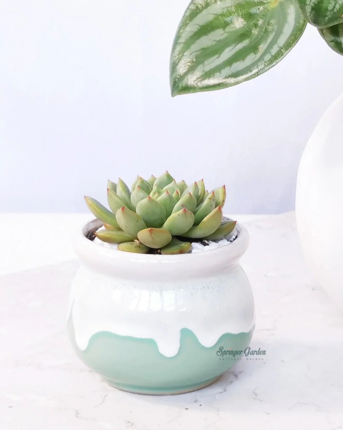 Milky Green Pot Obtuse - Image 3