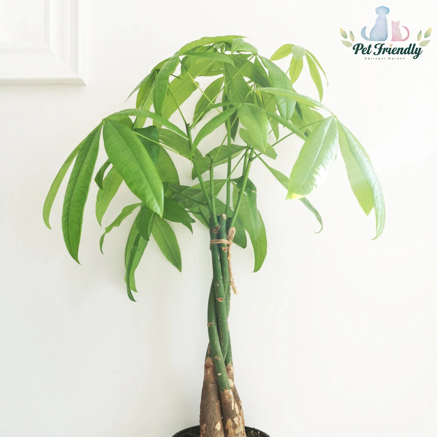 Money Tree