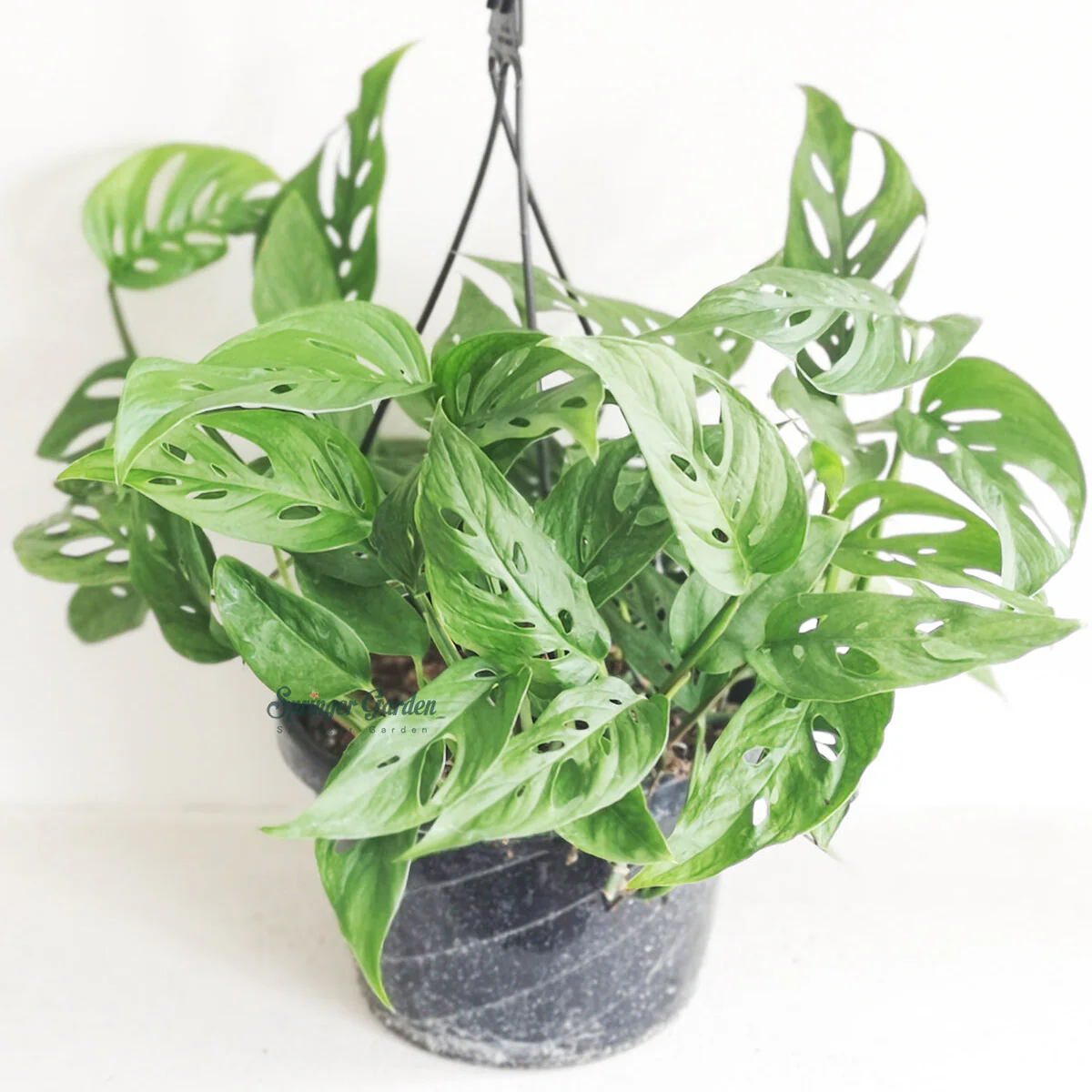 Monstera Adansonii