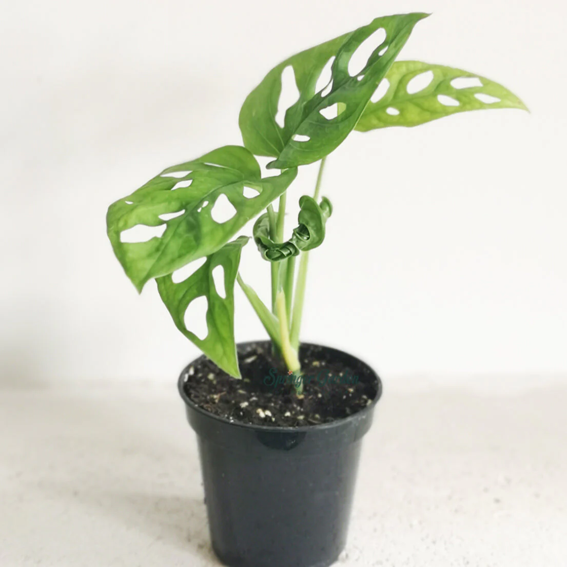 Monstera Adansonii - Image 2