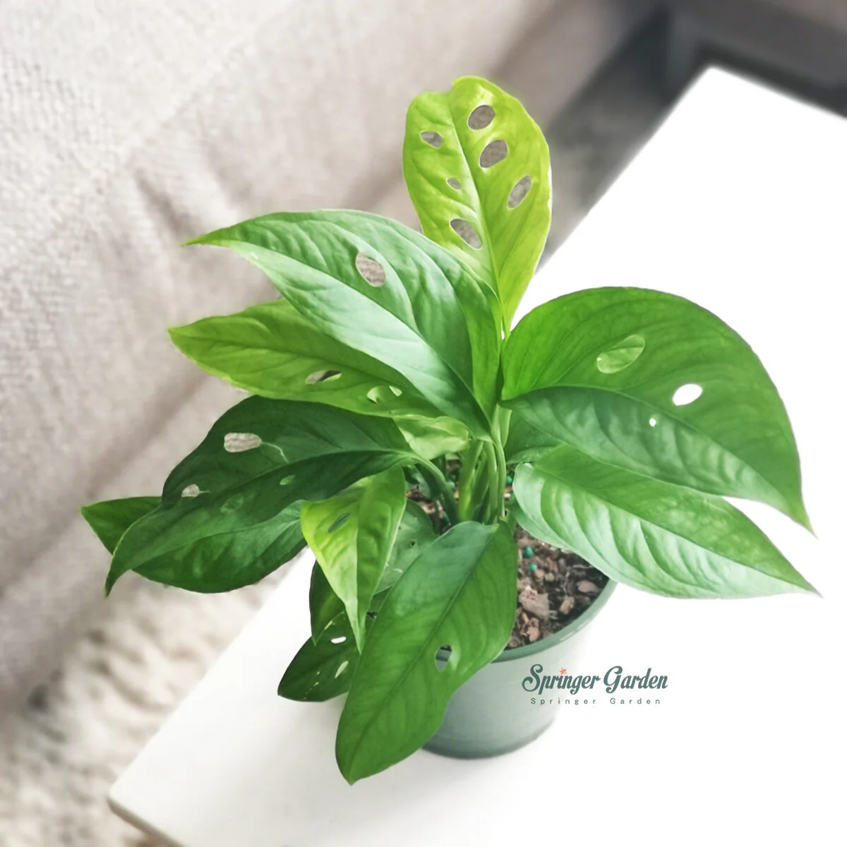 Monstera Adansonii - Image 3