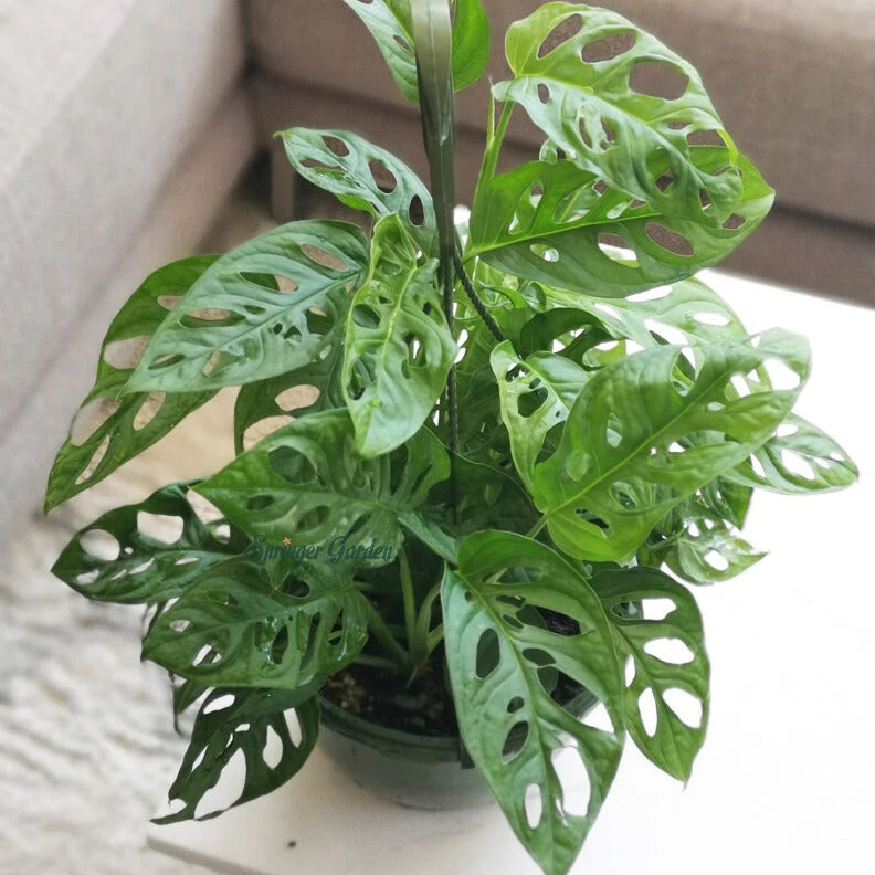 Monstera Adansonii - Image 4