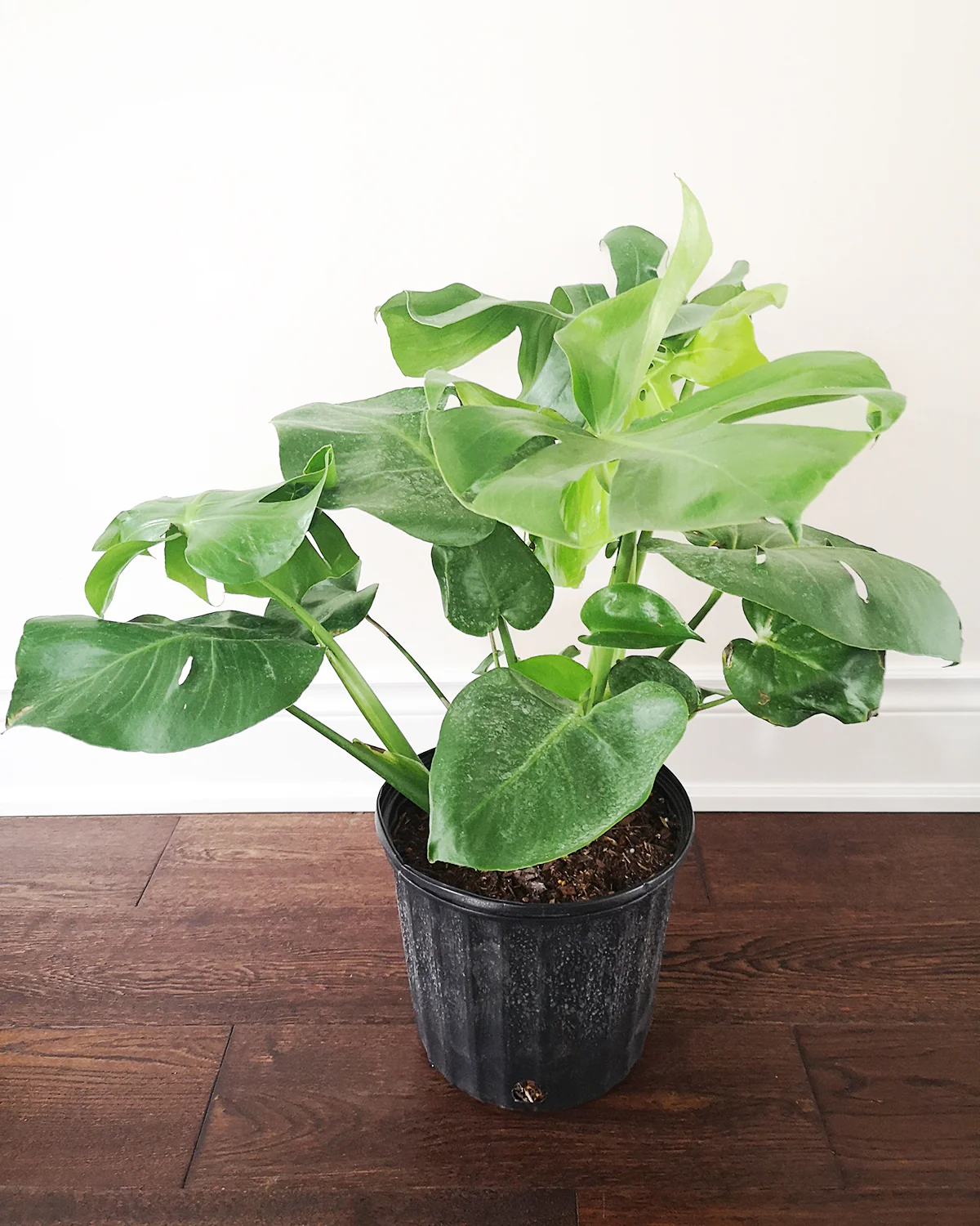 Monstera Deliciosa - Image 3