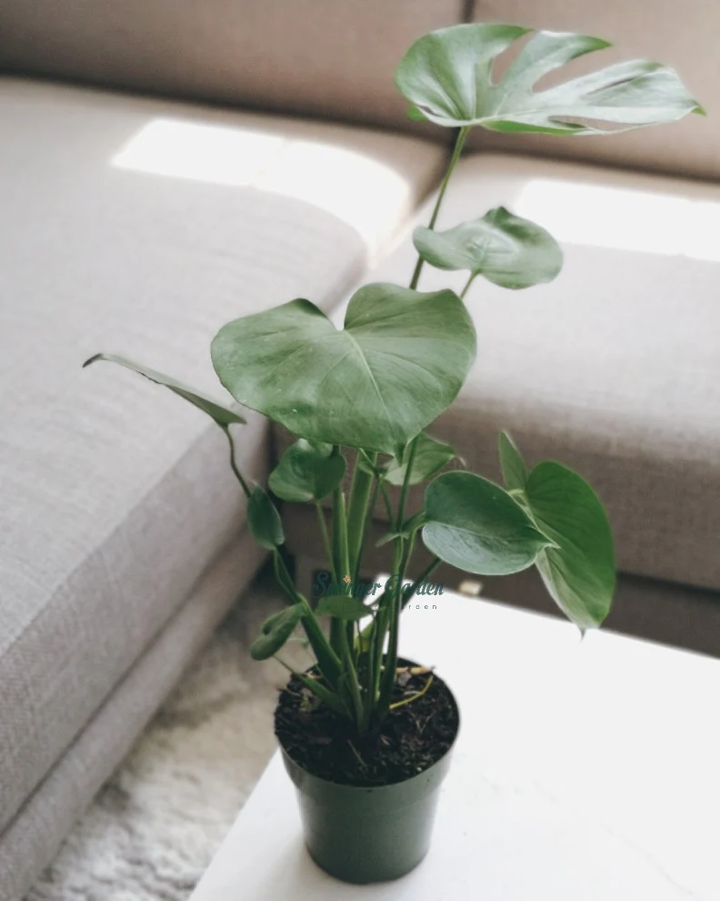 Monstera Deliciosa - Image 4