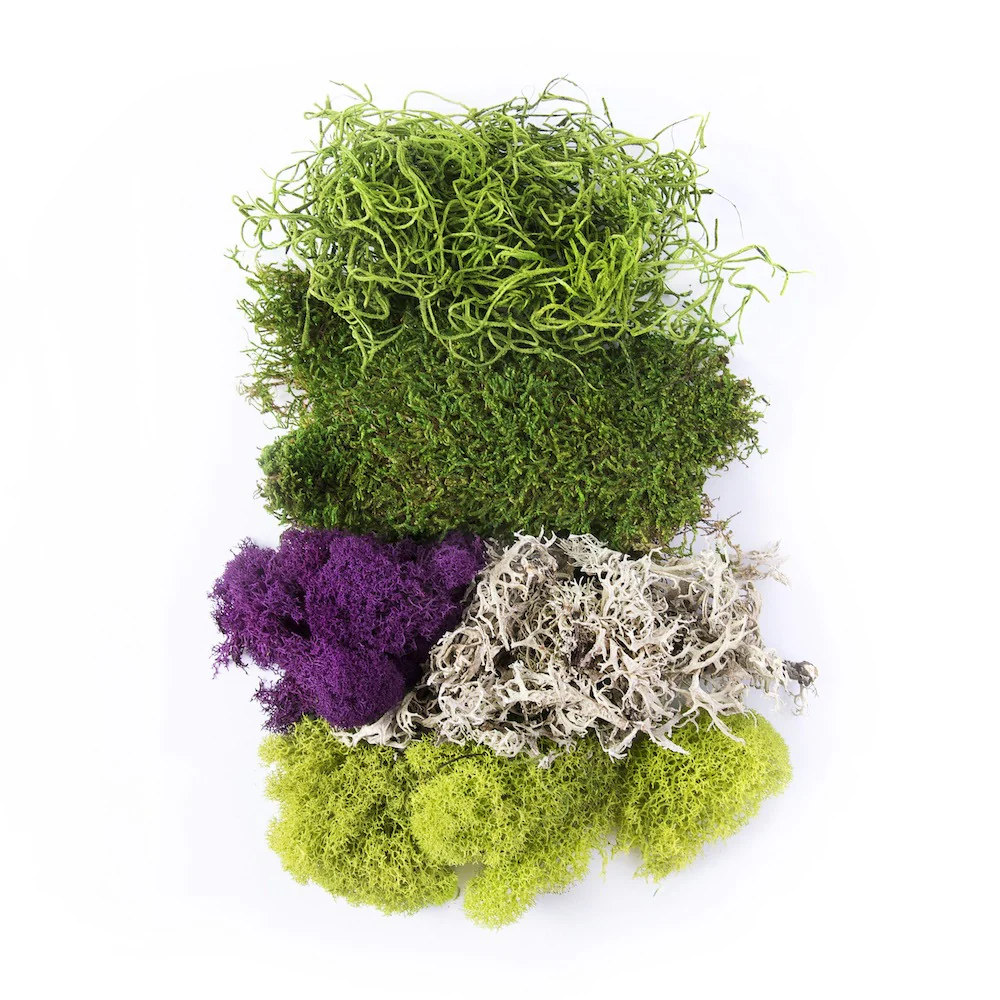 Moss Mix 2oz, 120 cu. in. - Image 2