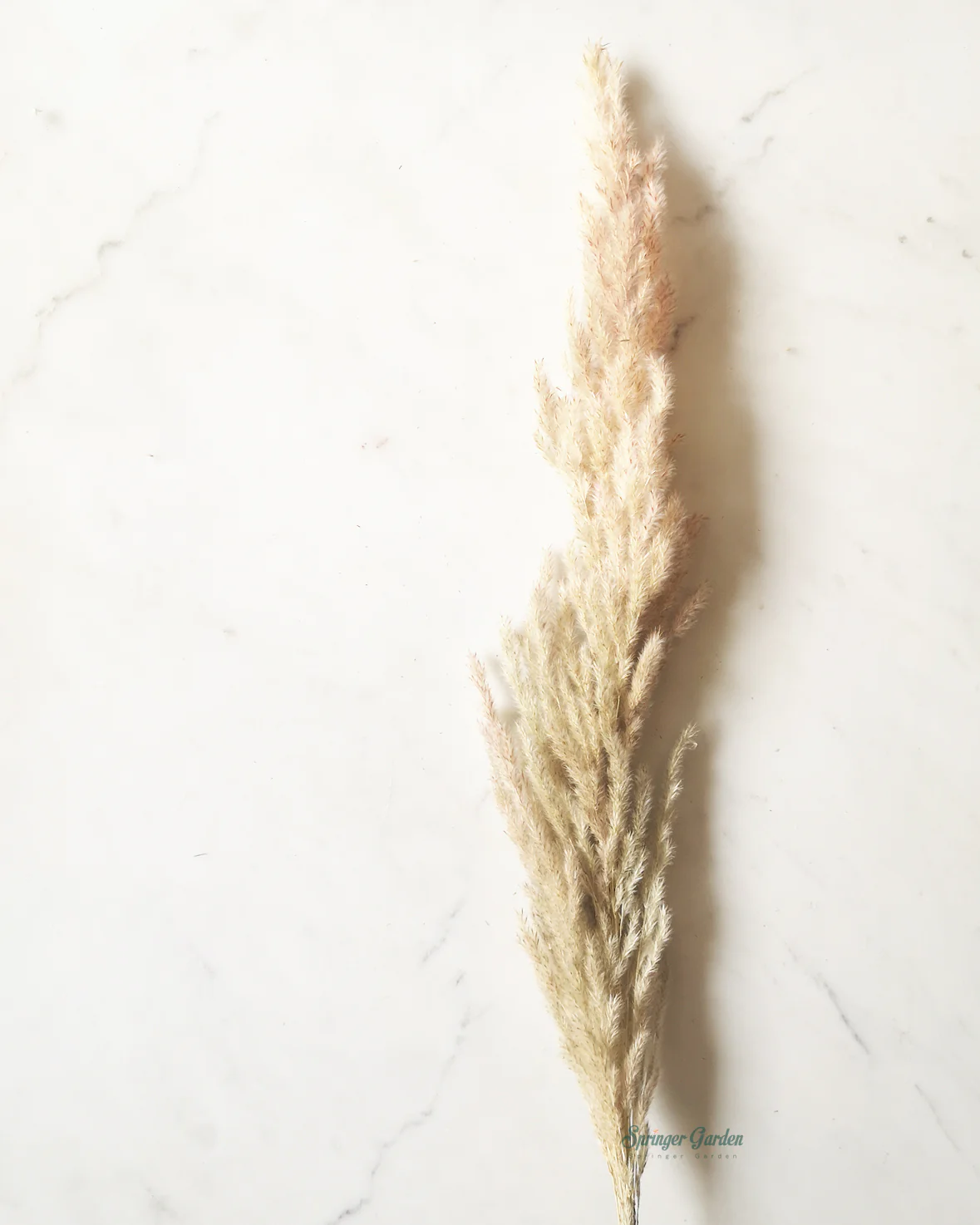 Nature Pampas Grass