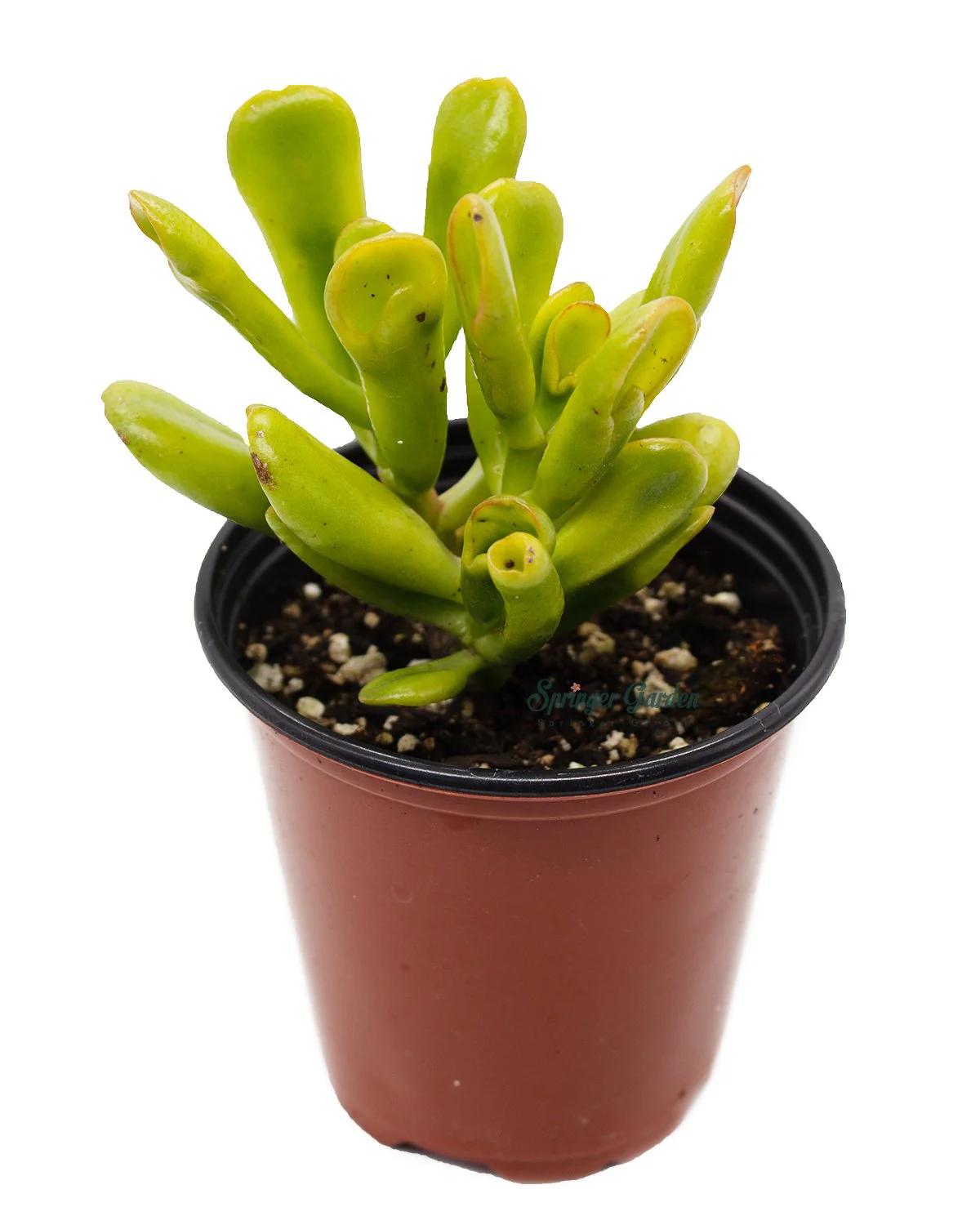 Jade Plant/Ogre/Shrek Ears - Image 3