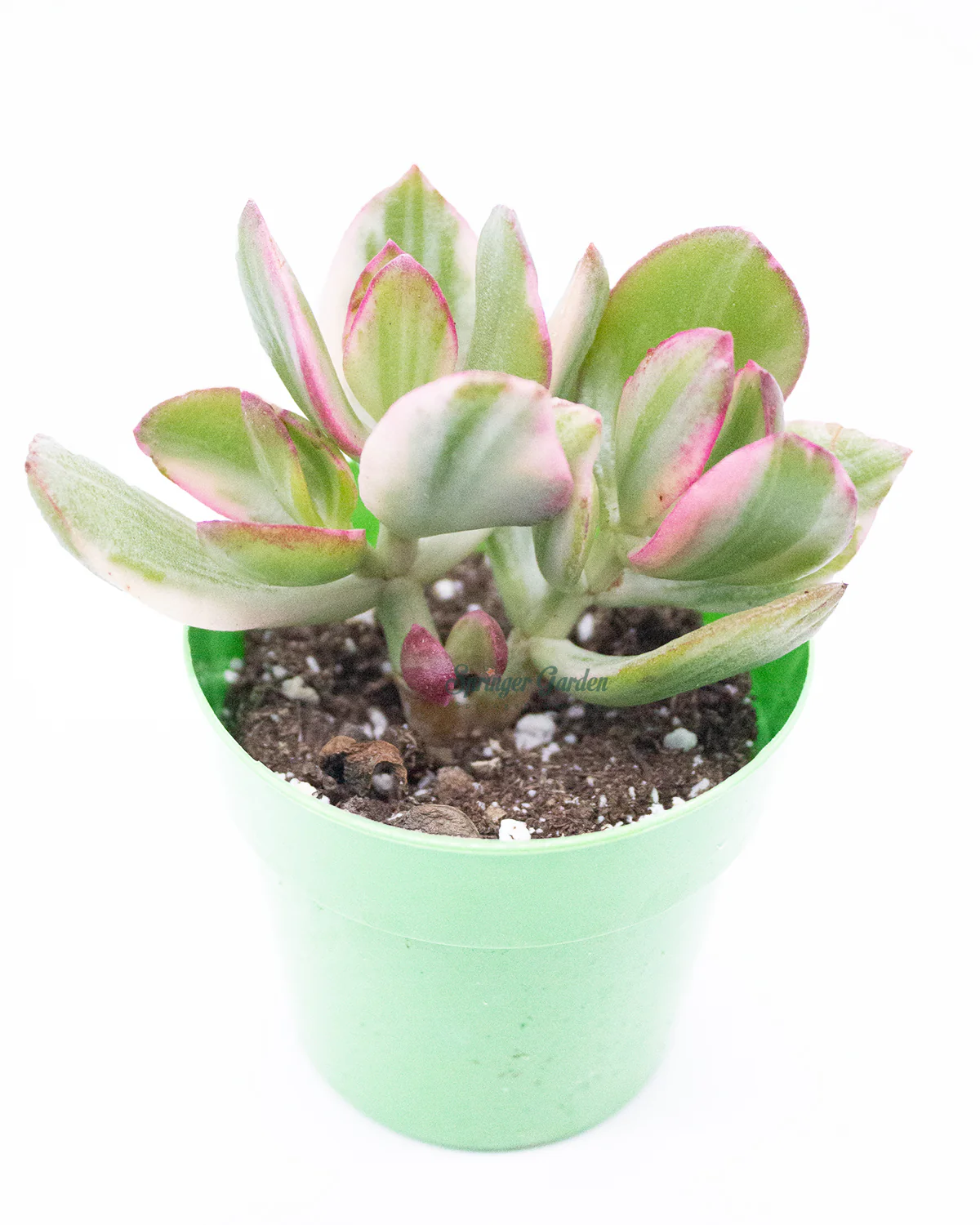 Jade Plant/Ogre/Shrek Ears - Image 4