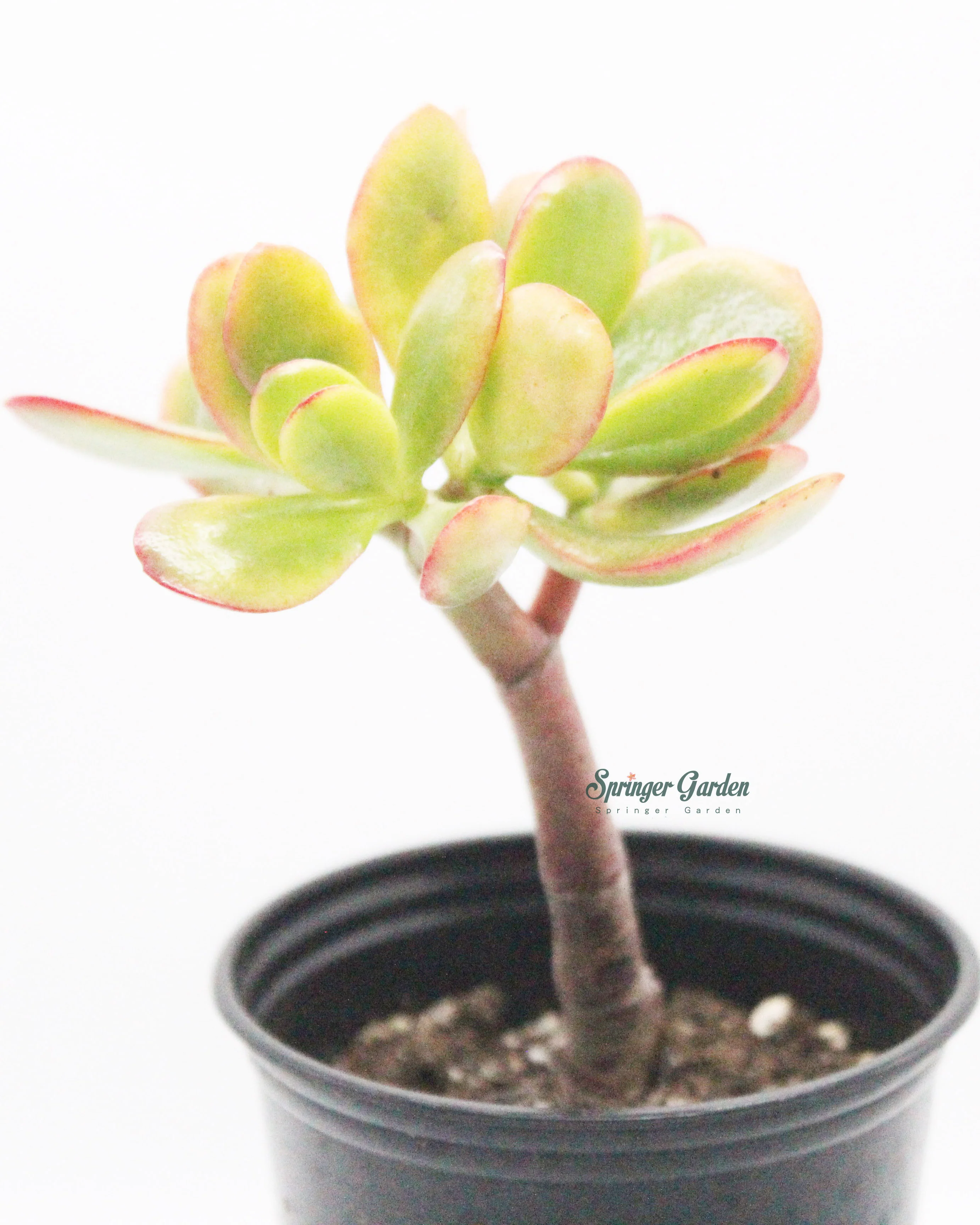 Jade Plant/Ogre/Shrek Ears - Image 5