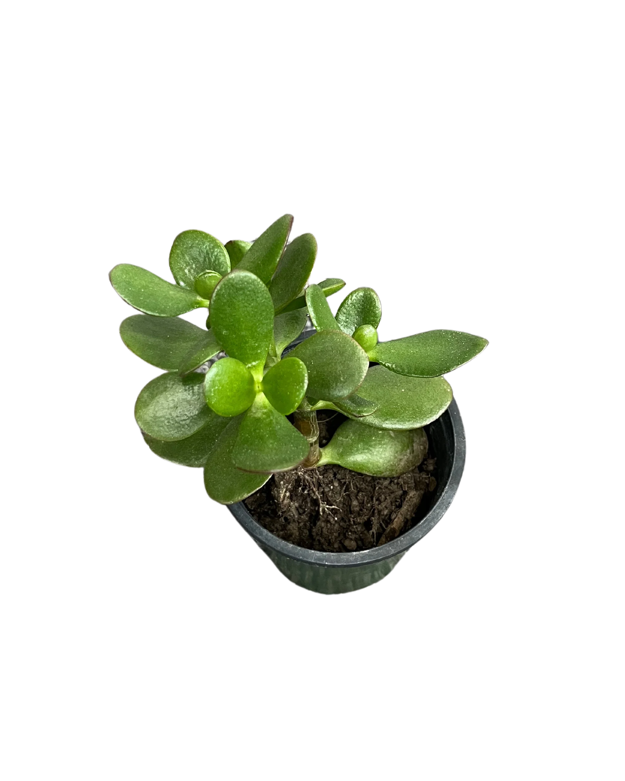 Jade Plant/Ogre/Shrek Ears - Image 6