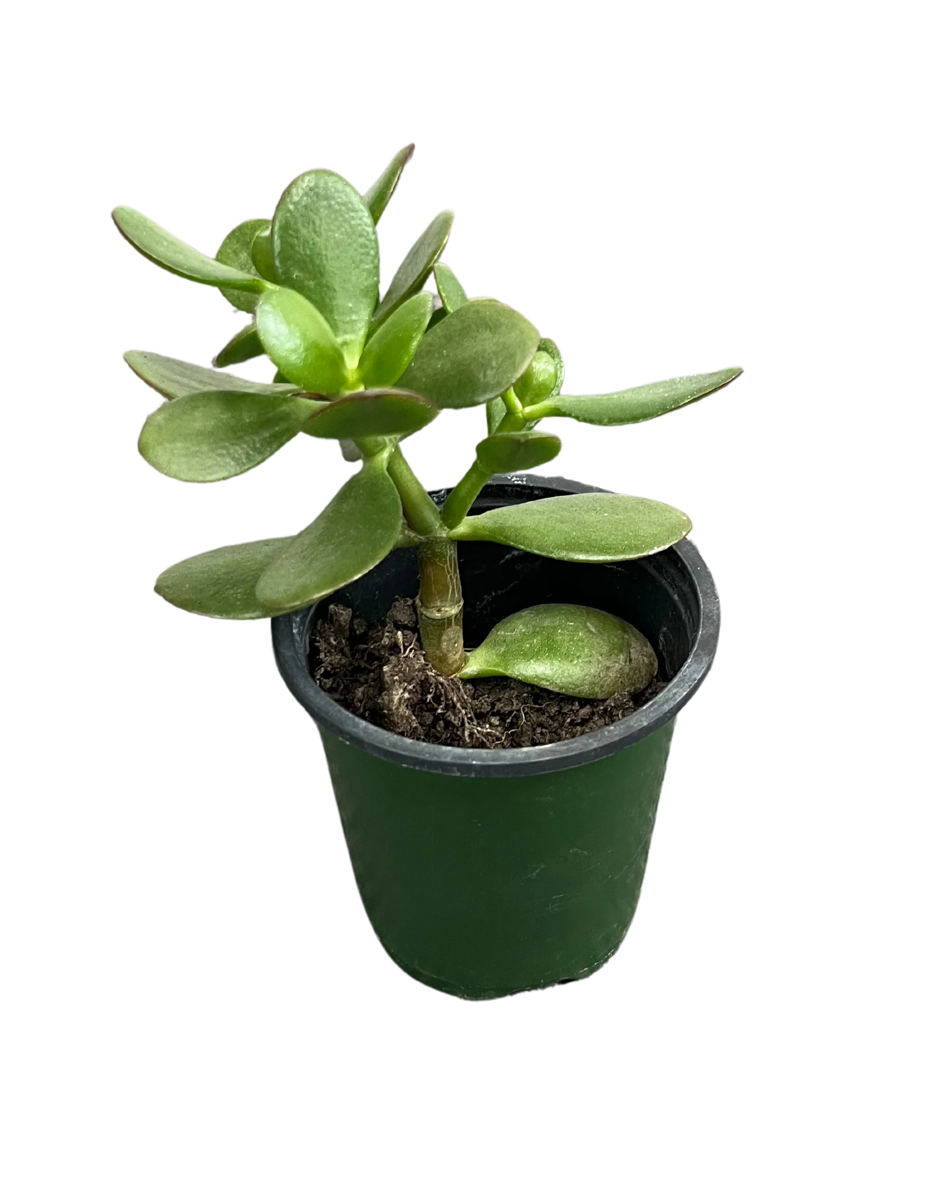Jade Plant/Ogre/Shrek Ears - Image 7