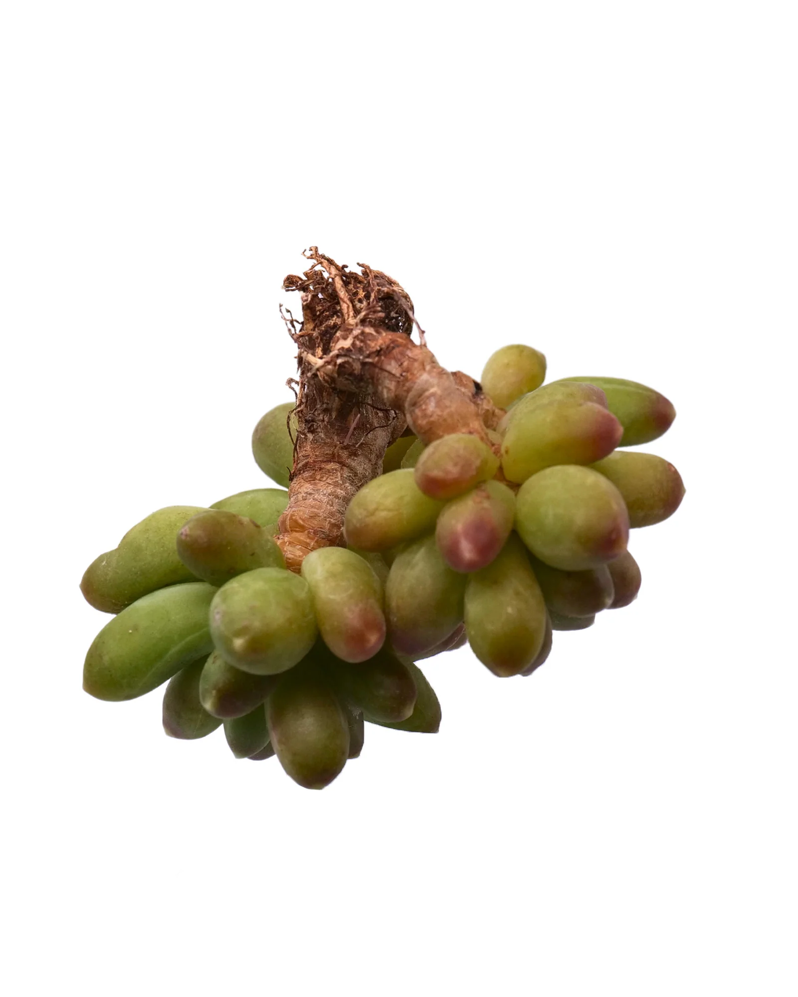 Pachyphytum Compactum - Image 2