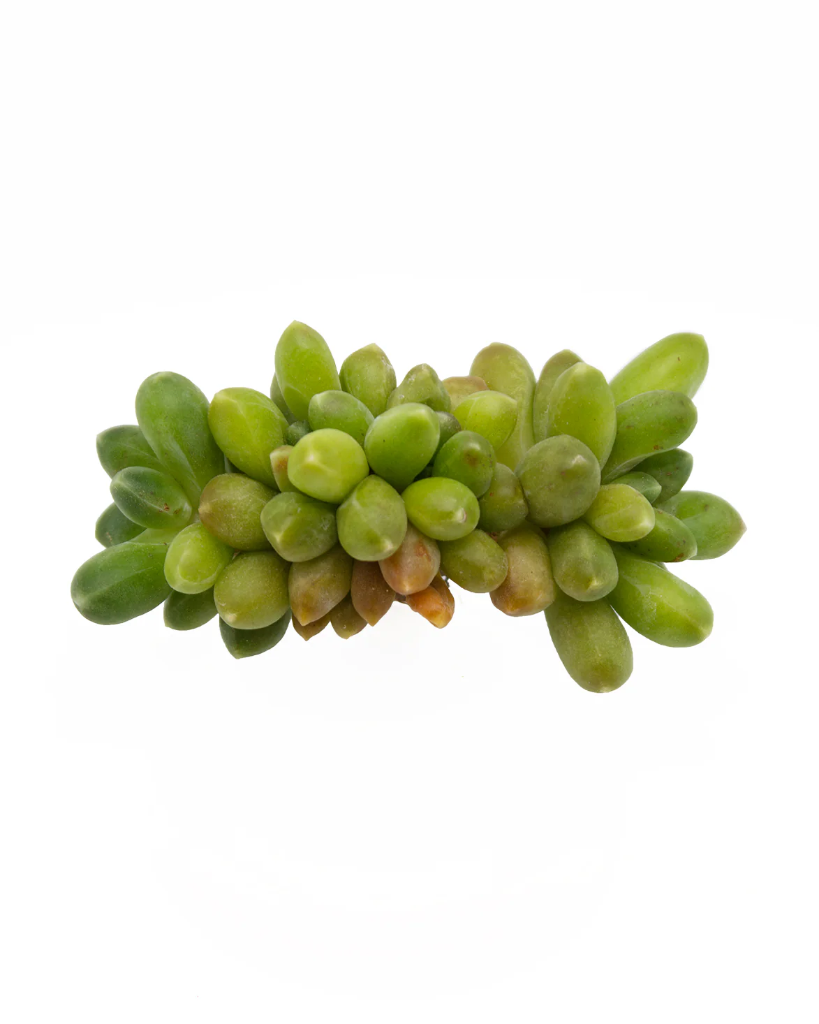 Pachyphytum Compactum - Image 3