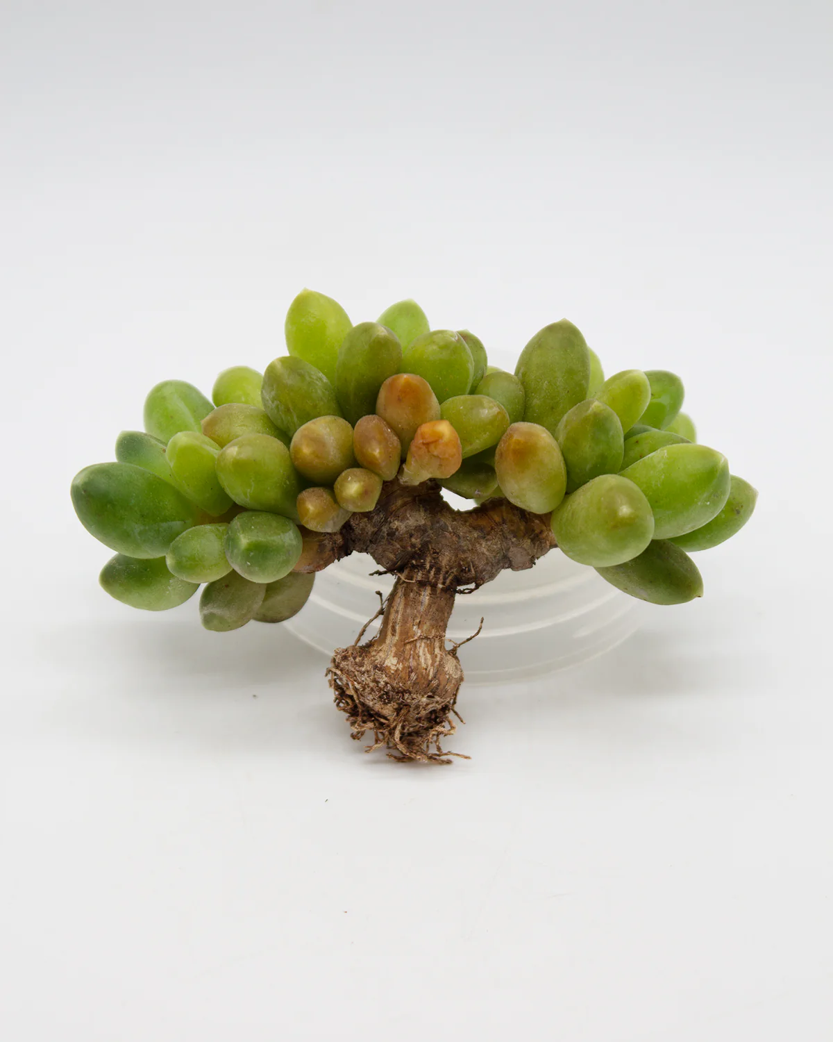 Pachyphytum Compactum - Image 4