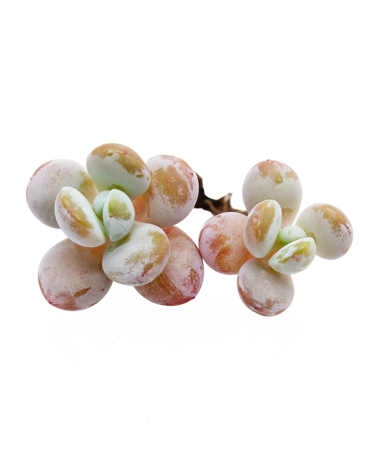 Pachyphytum Cuicatecanum - Image 2