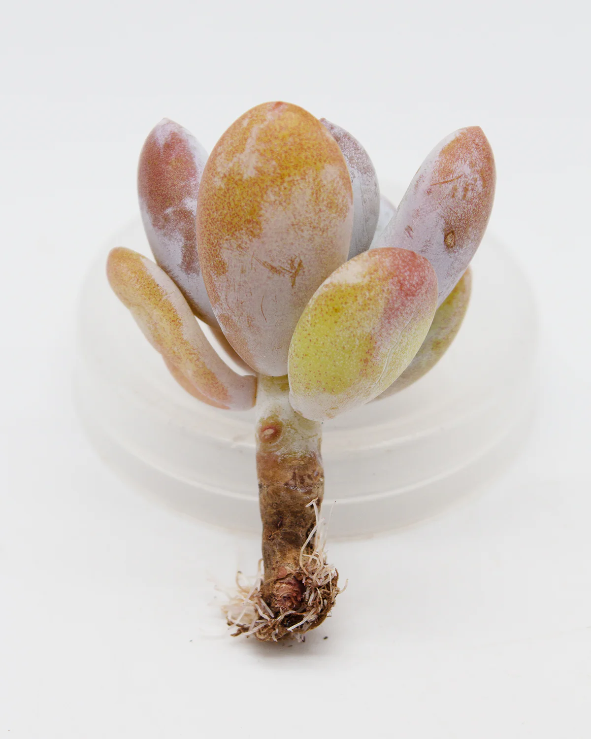 Pachyphytum Cuicatecanum - Image 3