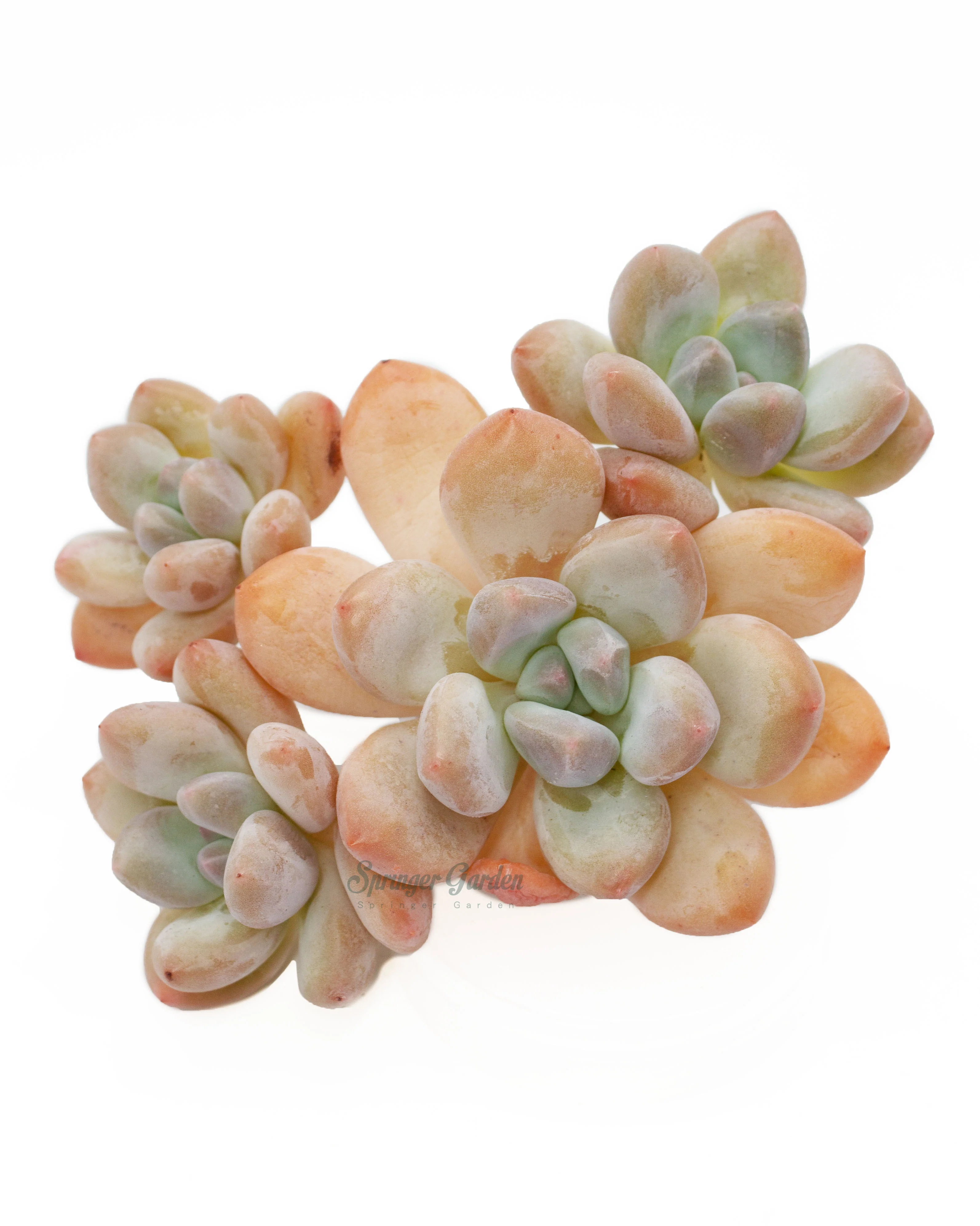 Pachyphytum cv Frevel - Image 3