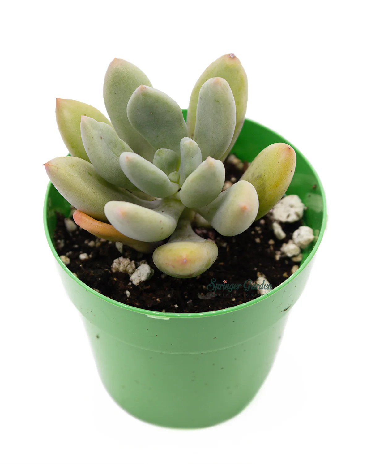 Pachyphytum Doctor Cornelius - Image 2