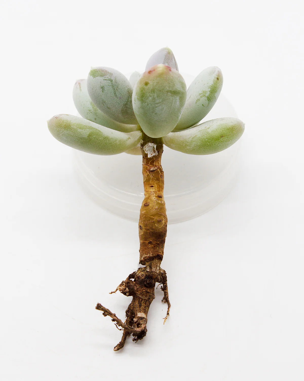 Pachyphytum Glutinicaule - Image 2