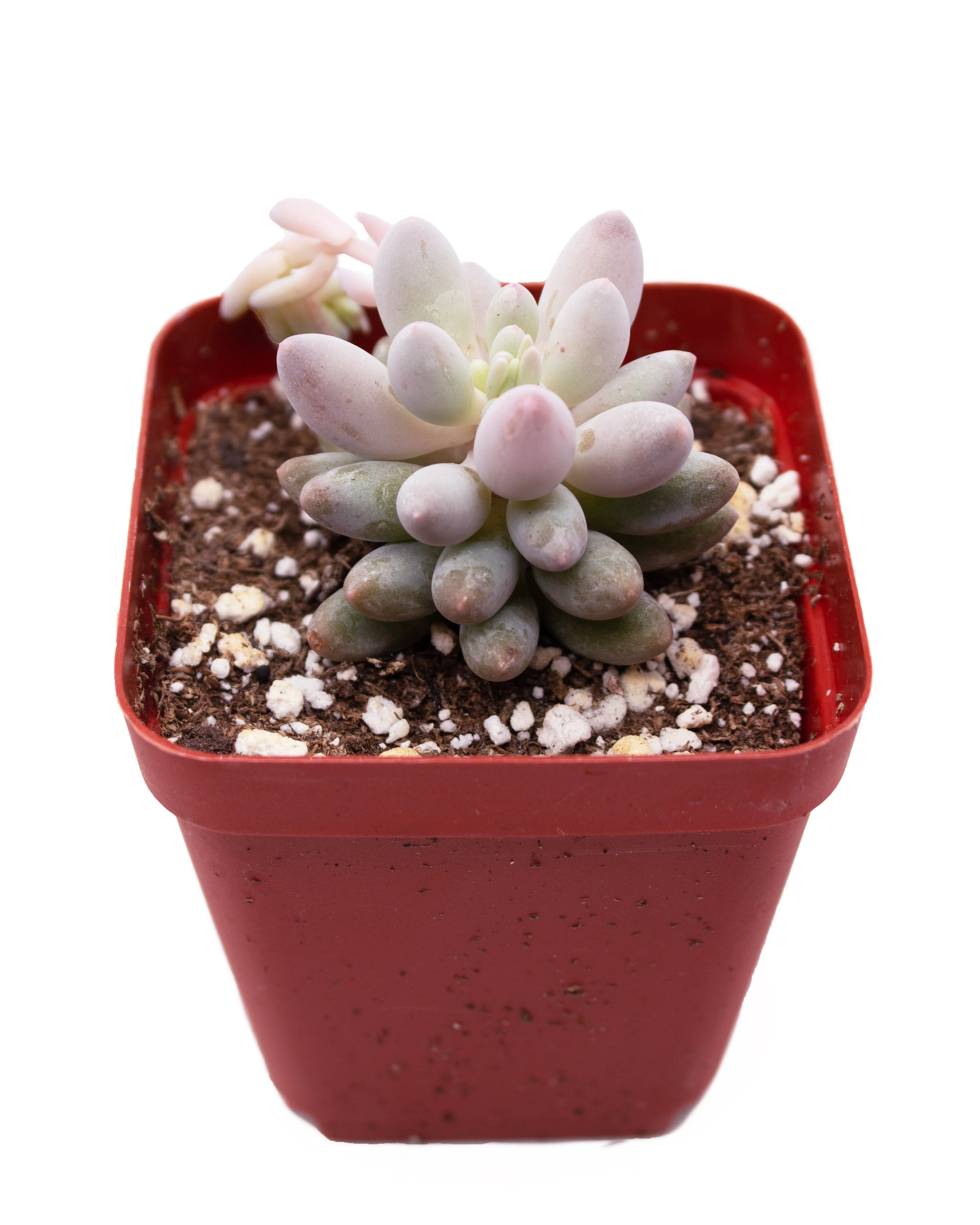Pachyphytum 'Machucae' - Baby Finger