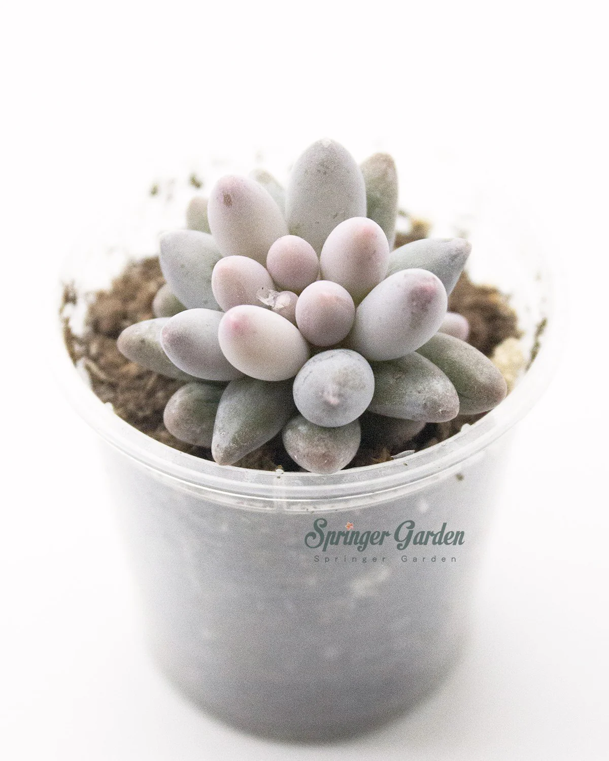 Pachyphytum 'Machucae' - Baby Finger - Image 2