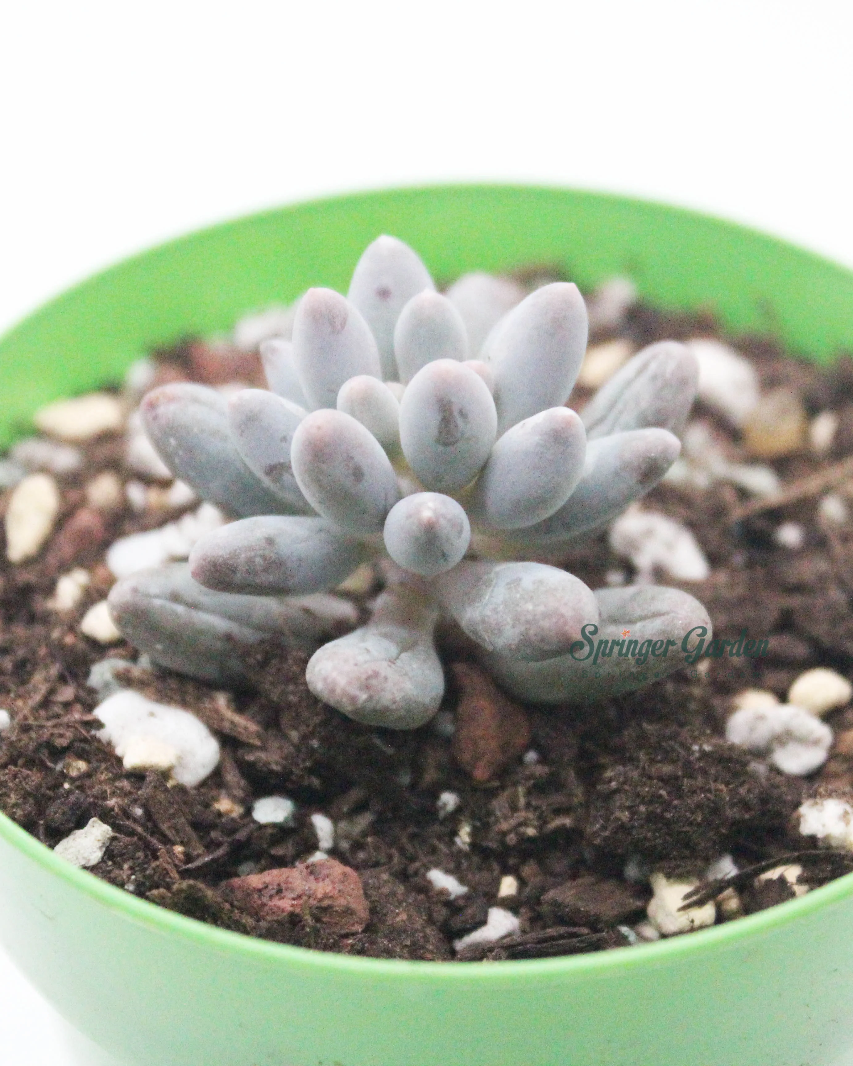 Pachyphytum 'Machucae' - Baby Finger - Image 3