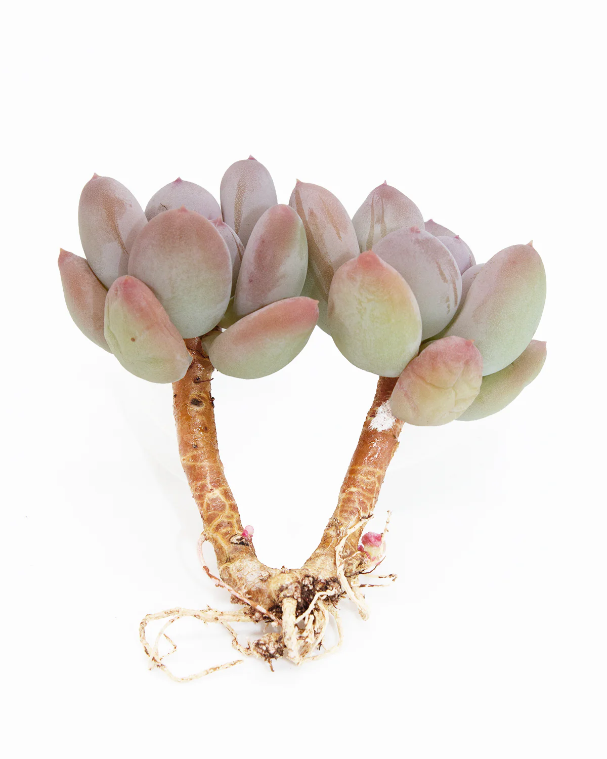 Pachyphytum Oviferum Mikadukibijin - Image 2