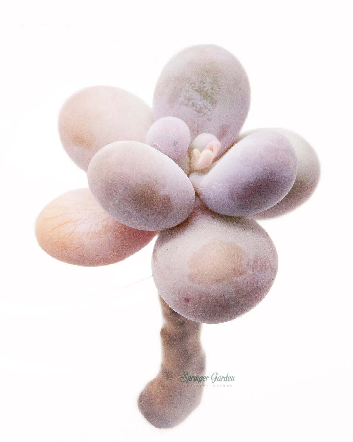 Pachyphytum Oviferum Pink Moonstone - Image 2
