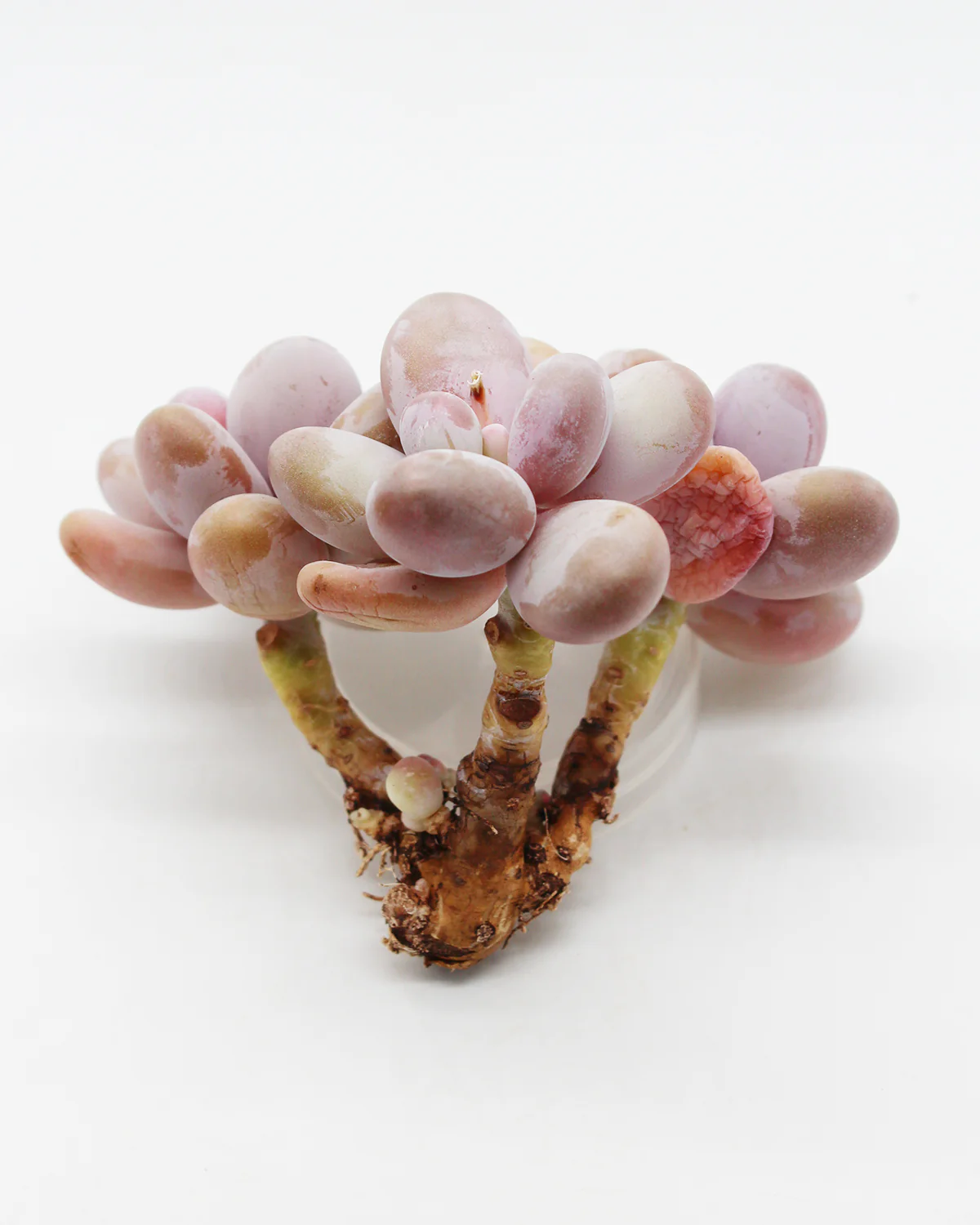Pachyphytum Oviferum Pink Moonstone - Image 4