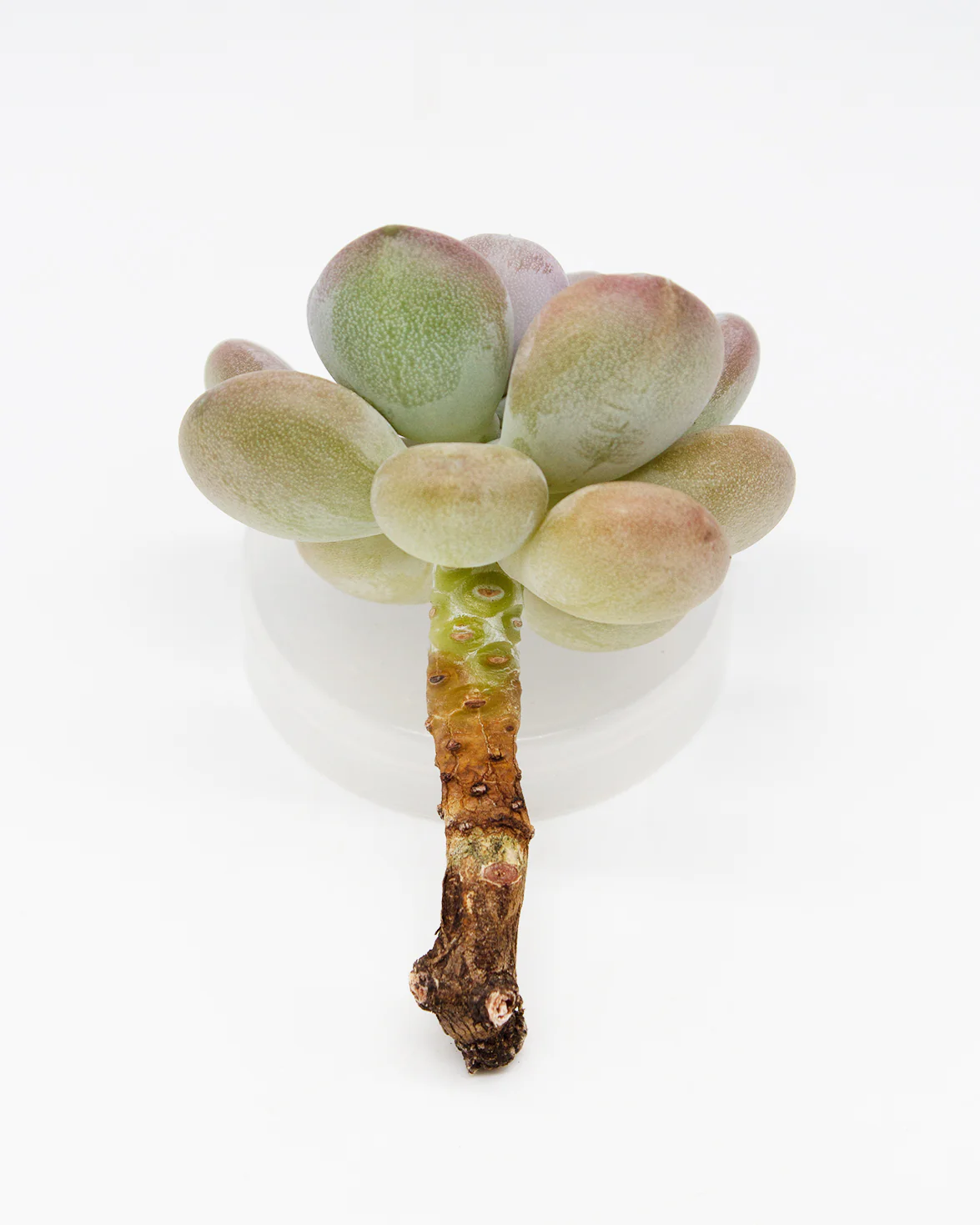 Pachyphytum Oviferum Tsukibijin - Image 2