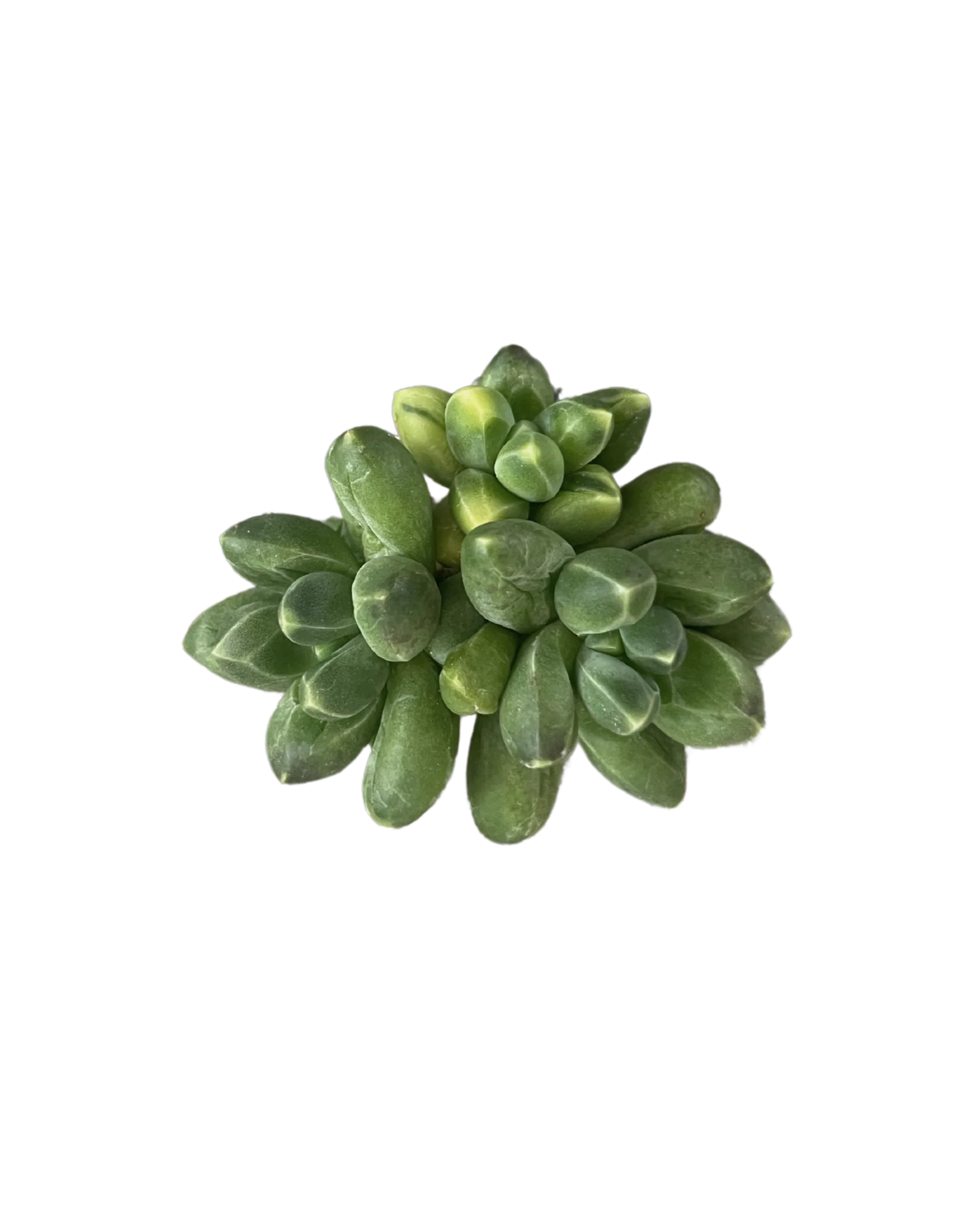 Pachypodium Compactum Var.