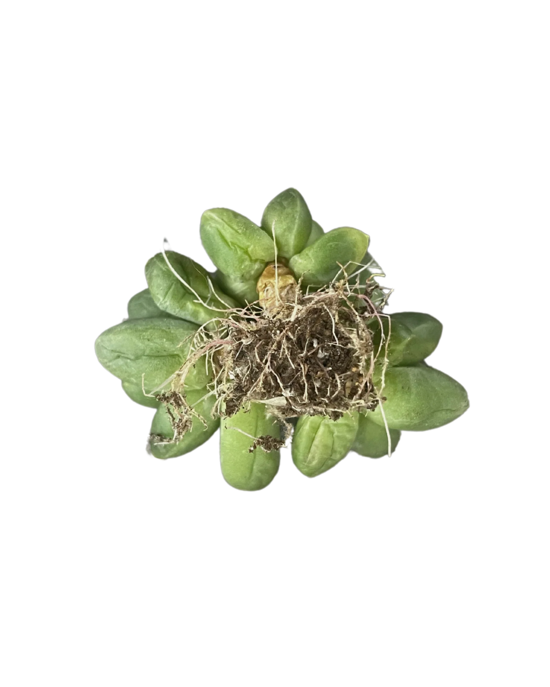 Pachypodium Compactum Var. - Image 2