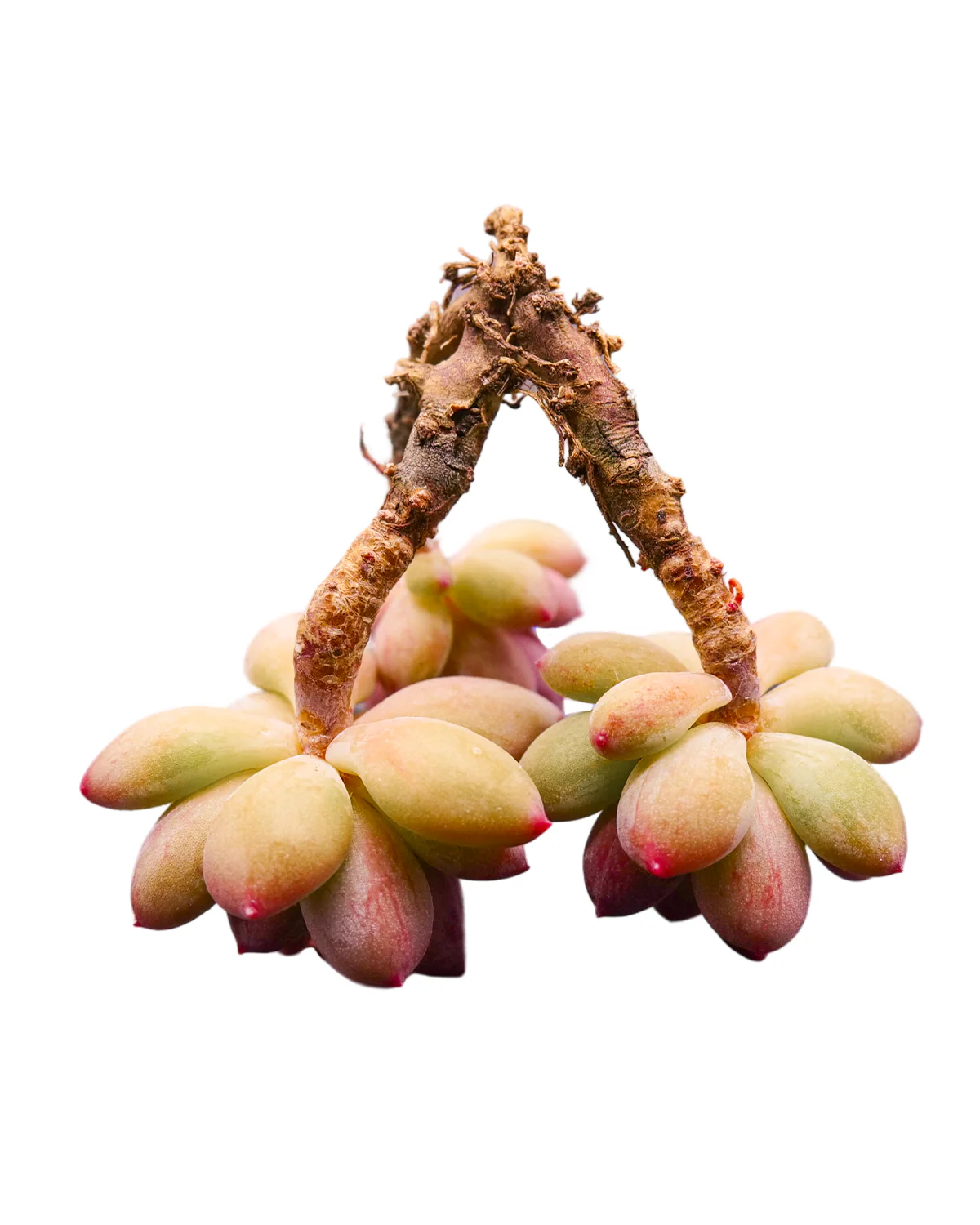 Pachyveria Cutie Finger - Image 2